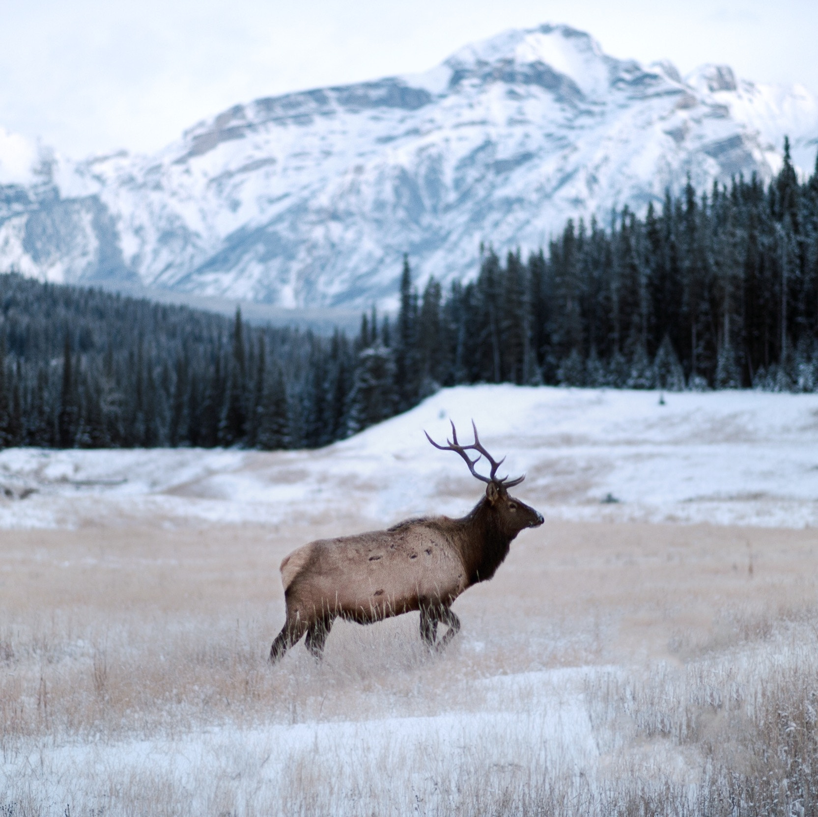 Nikon D4 + Nikon AF-S Nikkor 85mm F1.8G sample photo. -20°f blue hour. bull elk. banff. alberta. photography