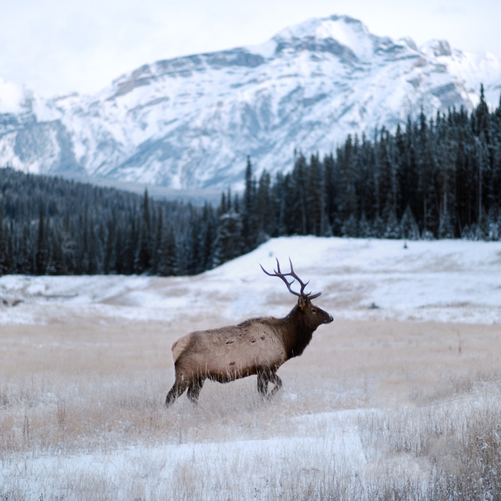 -20°f blue hour. bull elk. banff. alberta. by Tanner Wendell Stewart on 500px.com
