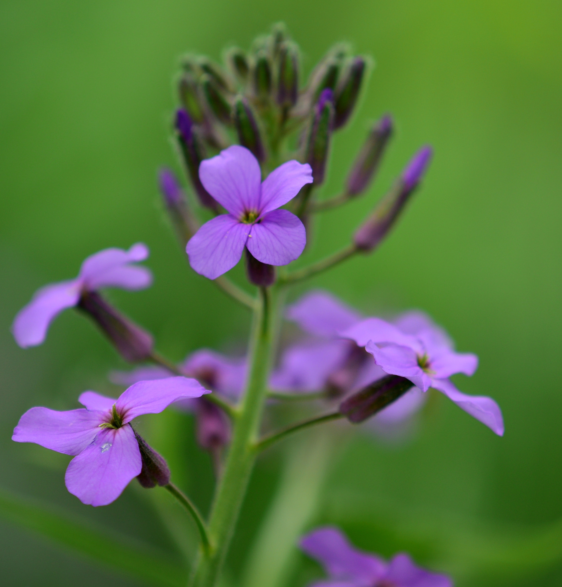 Nikon AF-S DX Micro-Nikkor 85mm F3.5G ED VR sample photo. Purple details photography