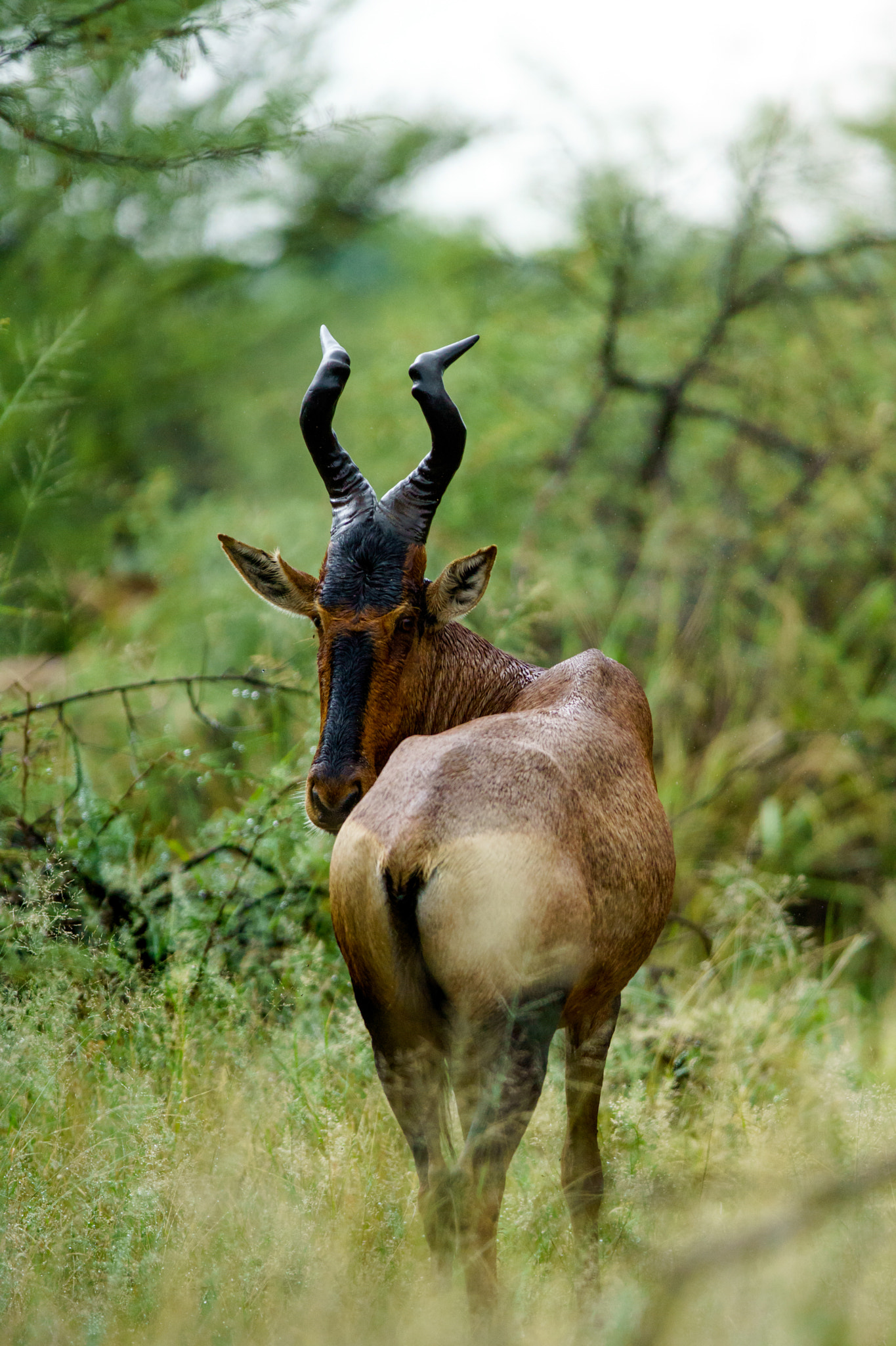 Sony ILCA-77M2 + 300mm F2.8 G sample photo. Red hartebeest photography