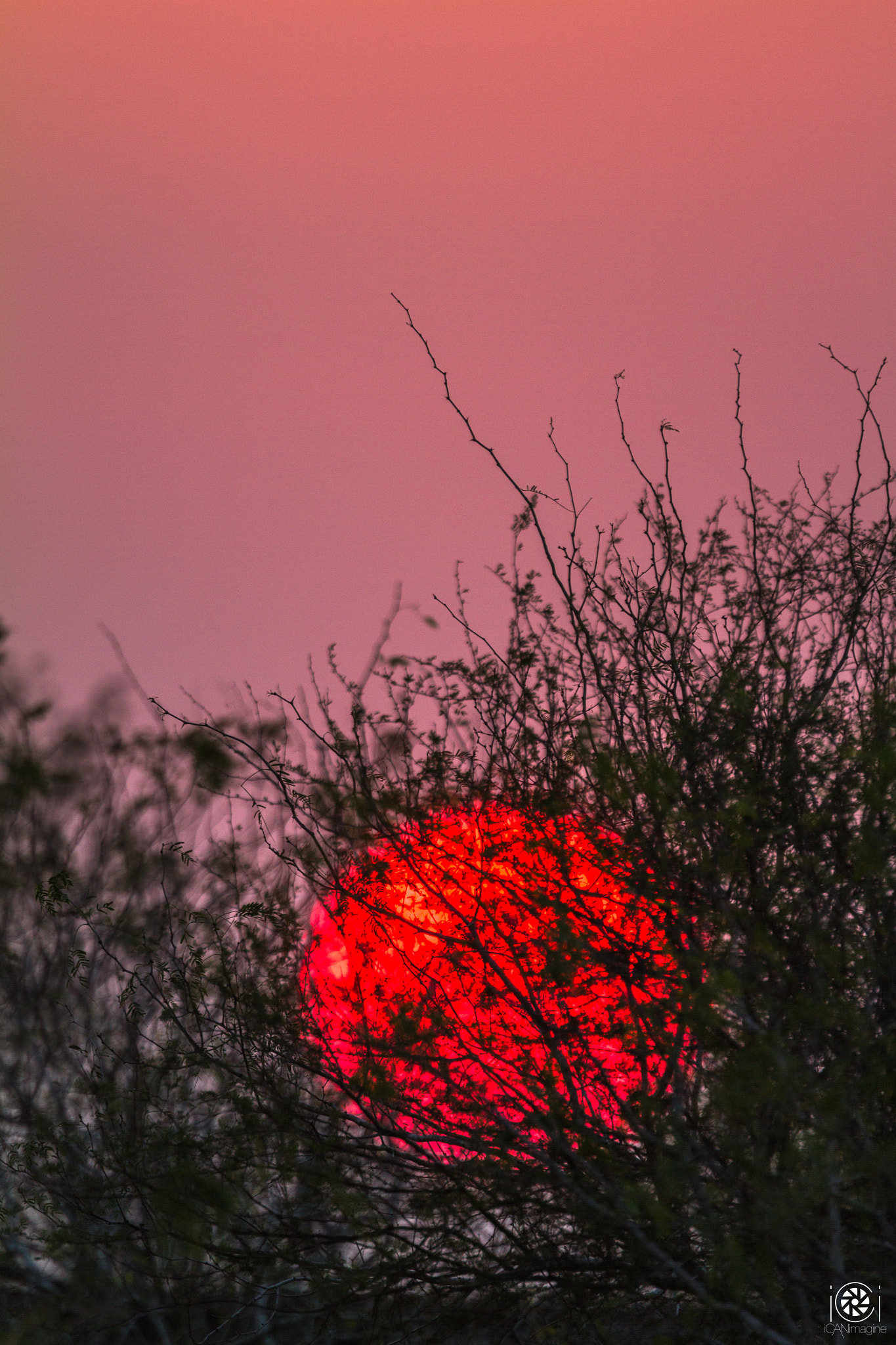 Canon EF 500mm F4L IS USM sample photo. Mesquite sunset photography
