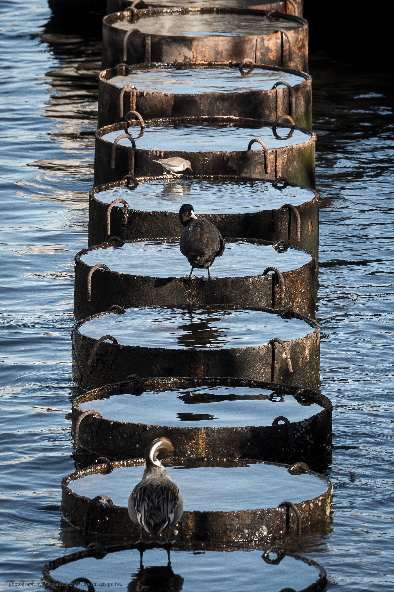Olympus M.Zuiko Digital ED 40-150mm F2.8 Pro sample photo. Hop, step... photography