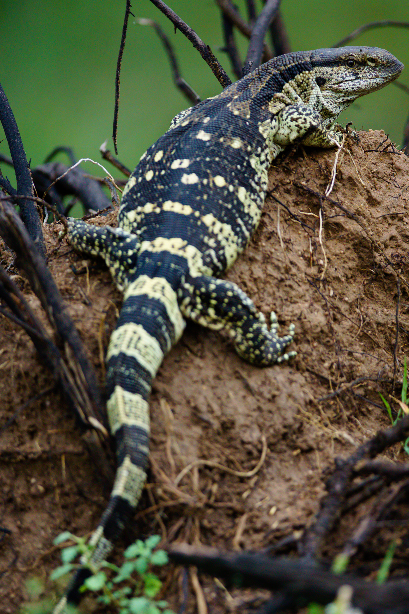 300mm F2.8 G sample photo. Rock monitor photography