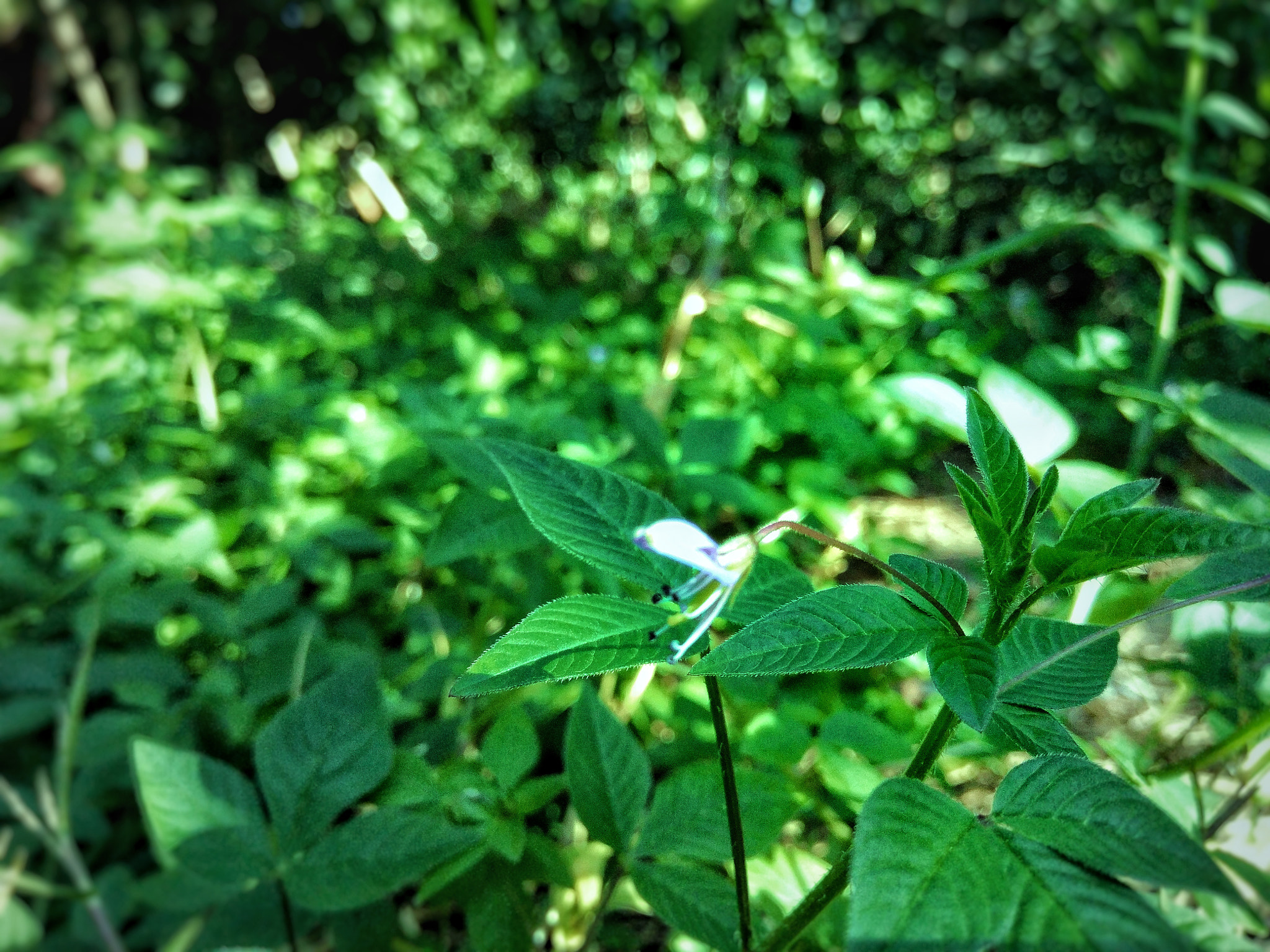 vivo V3MAX sample photo. Flowers photography