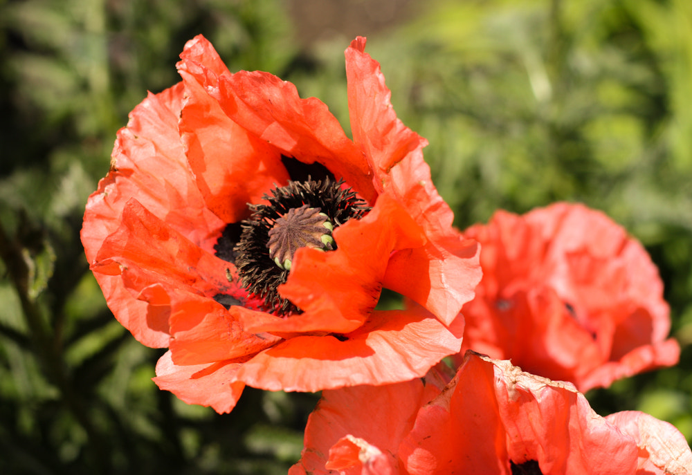 Canon EOS 450D (EOS Rebel XSi / EOS Kiss X2) sample photo. Oriental poppy (papaver orientale) photography