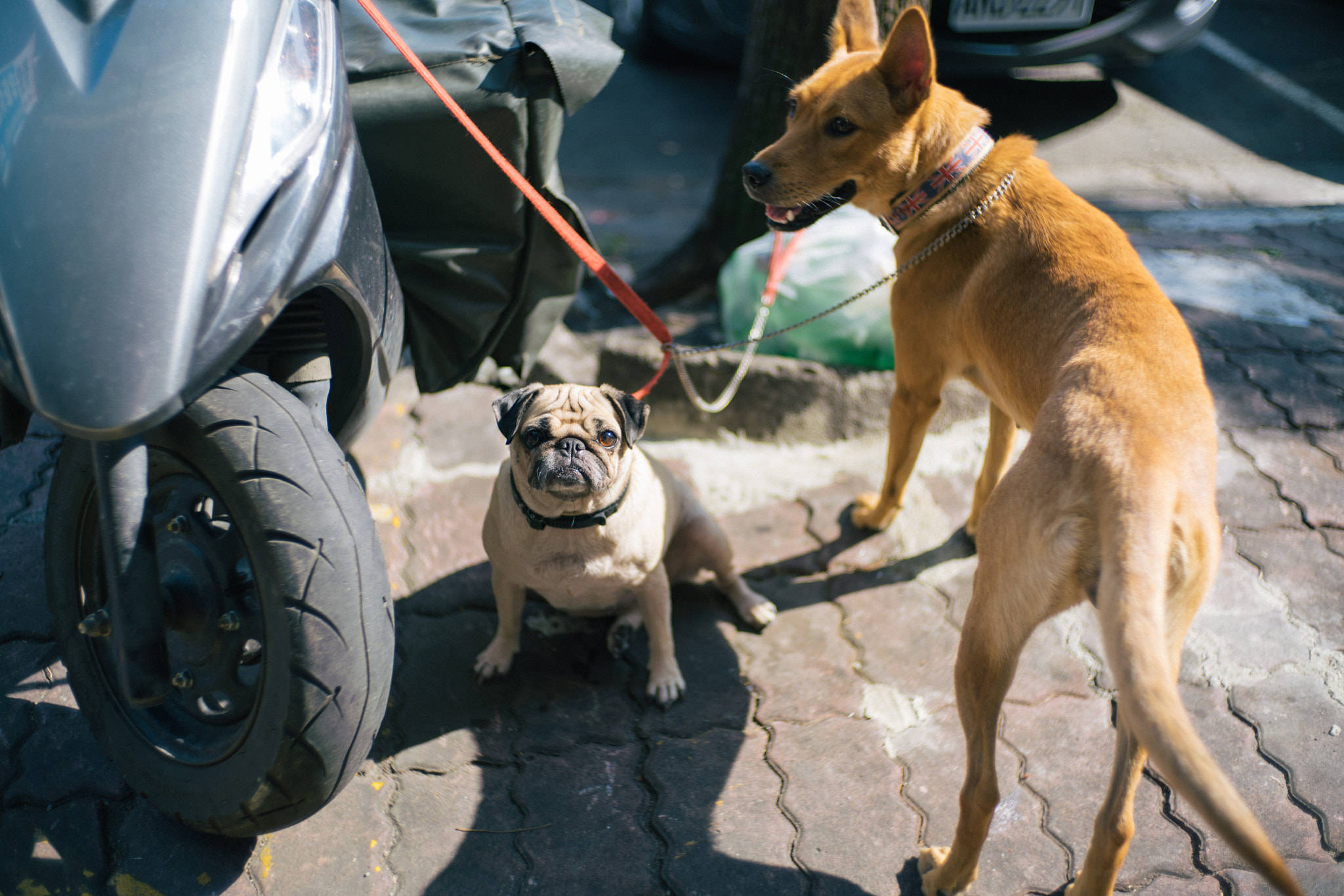 Sony a7R II + Canon EF 40mm F2.8 STM sample photo. Puppy photography