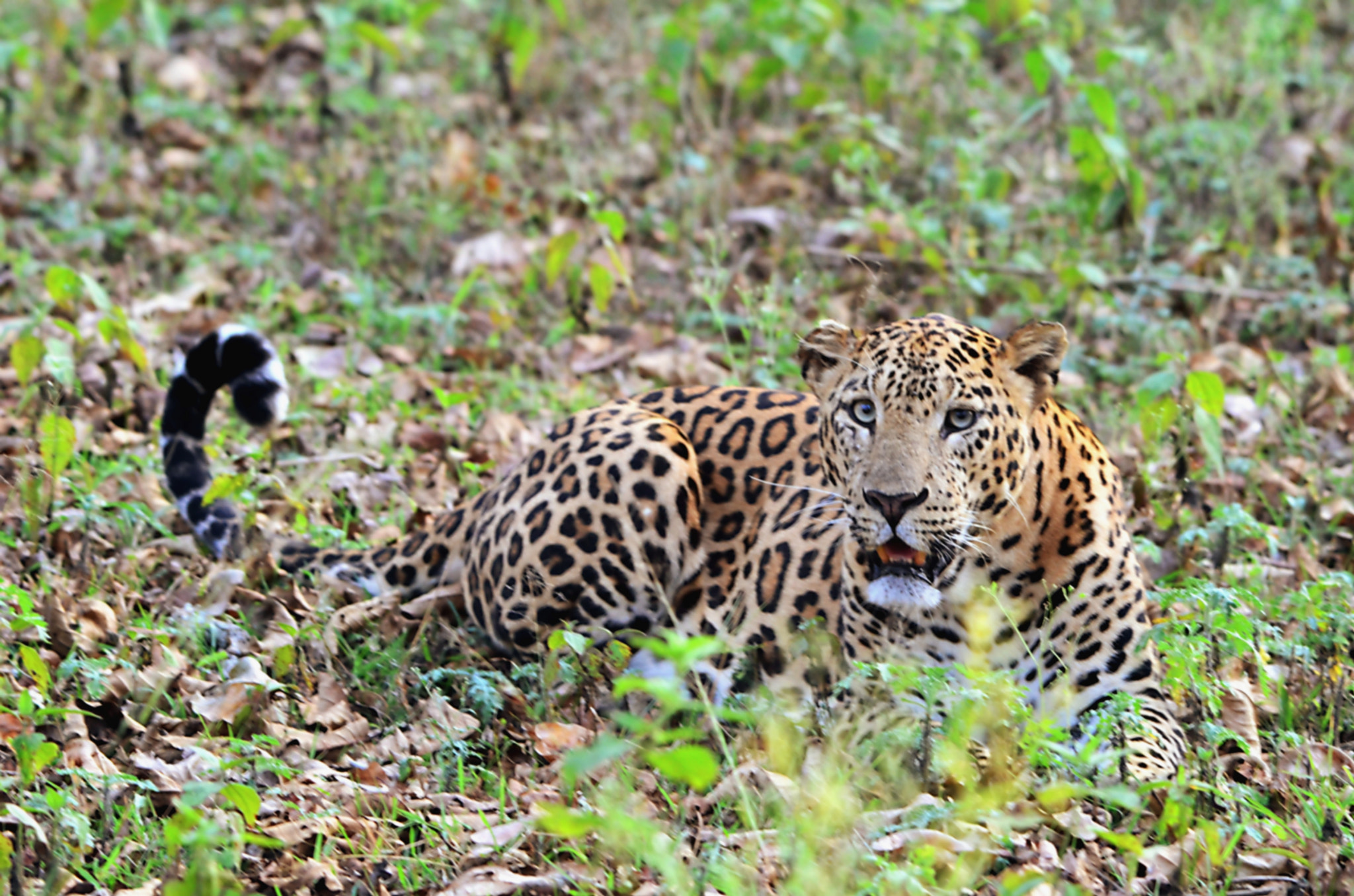 Nikon AF-S Nikkor 200-500mm F5.6E ED VR sample photo. Stare photography