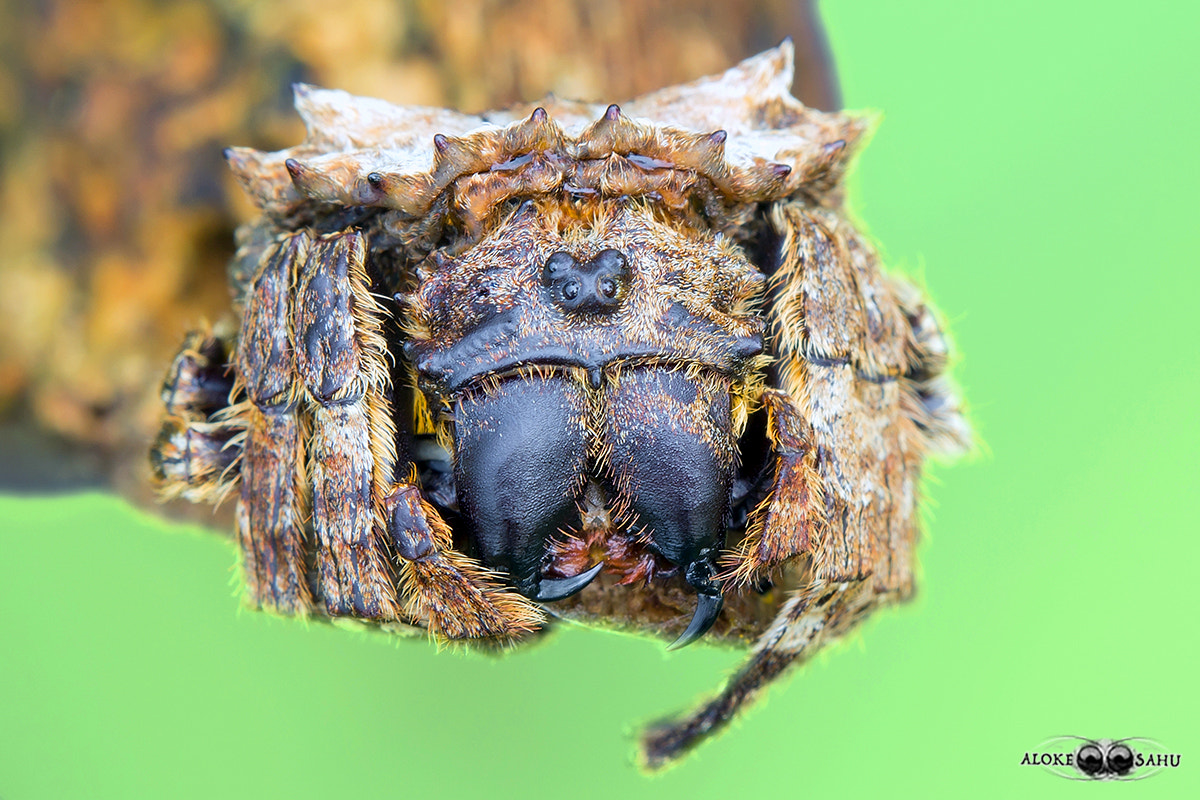 Canon MP-E 65mm F2.5 1-5x Macro Photo sample photo. Caerostris sp. photography