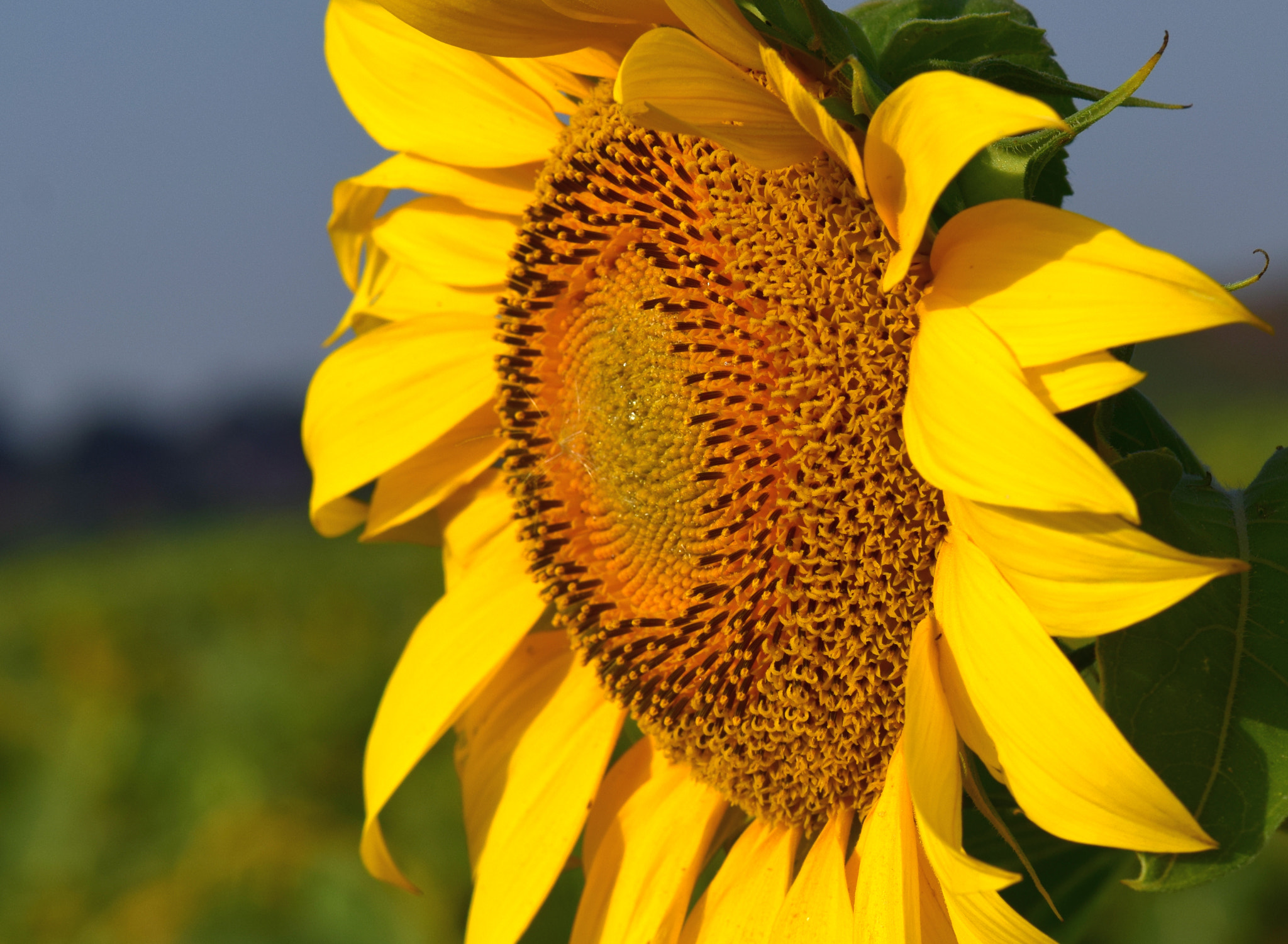 Nikon AF-S DX Micro-Nikkor 85mm F3.5G ED VR sample photo. Searching the sun photography