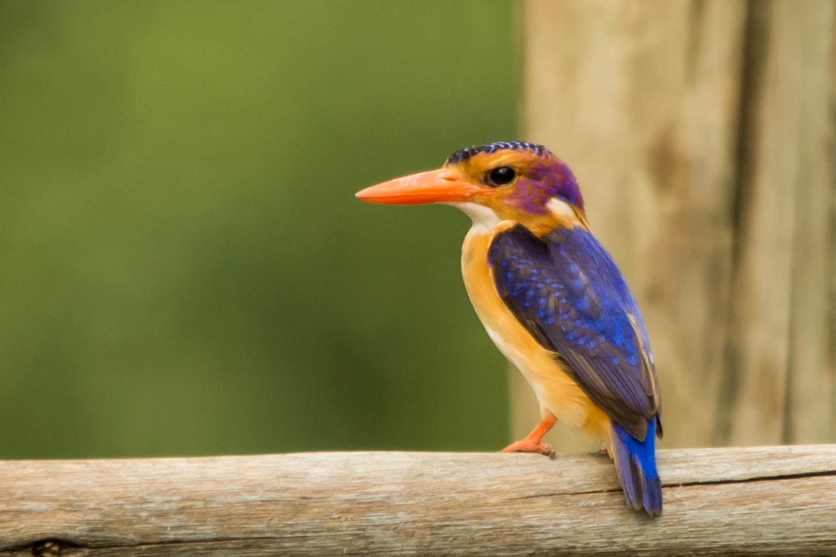 Sigma 150-500mm F5-6.3 DG OS HSM sample photo. African pygmy kingfisher photography