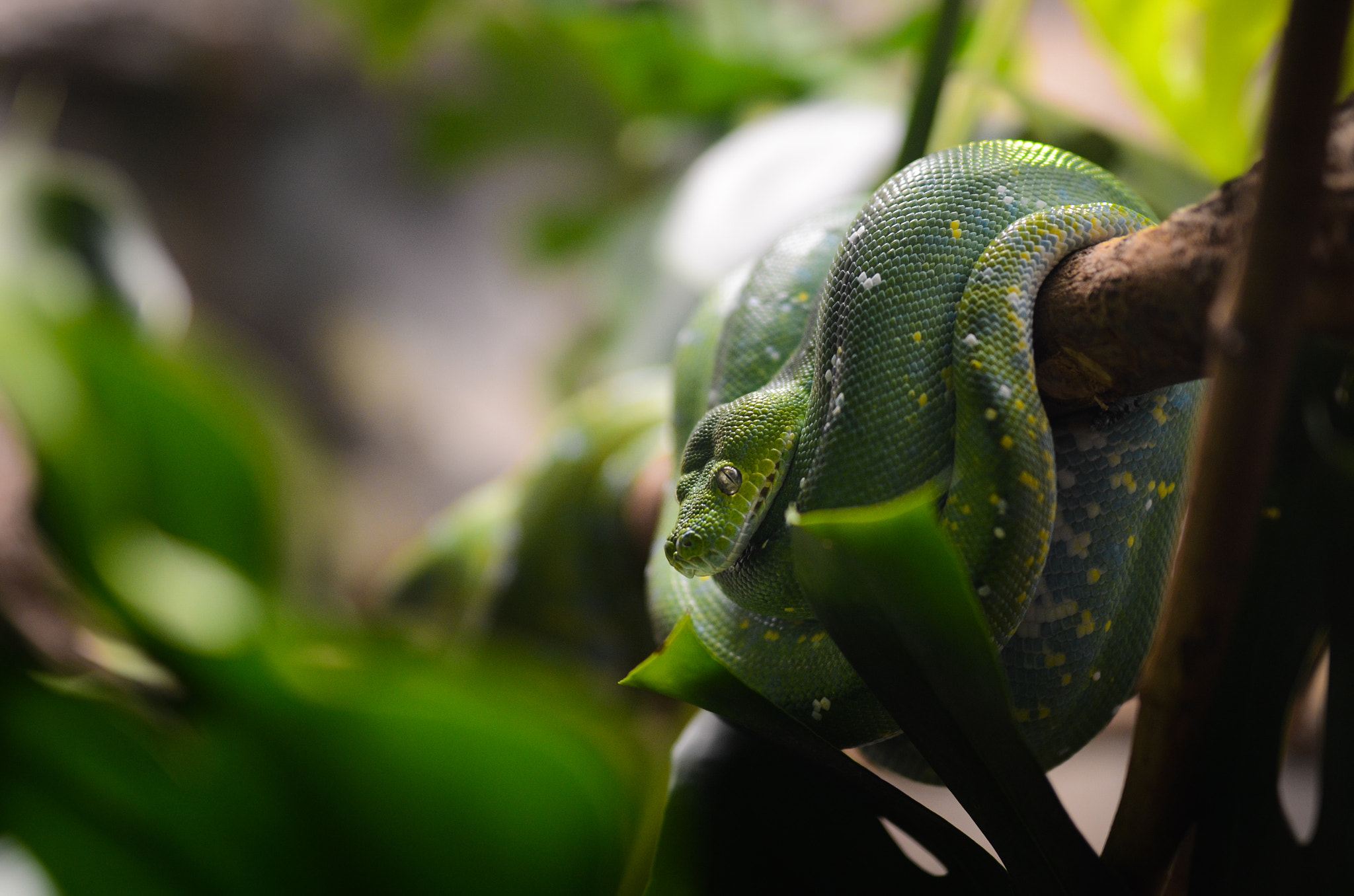 Nikon D7000 + Sigma 50mm F1.4 DG HSM Art sample photo. Green with envy photography