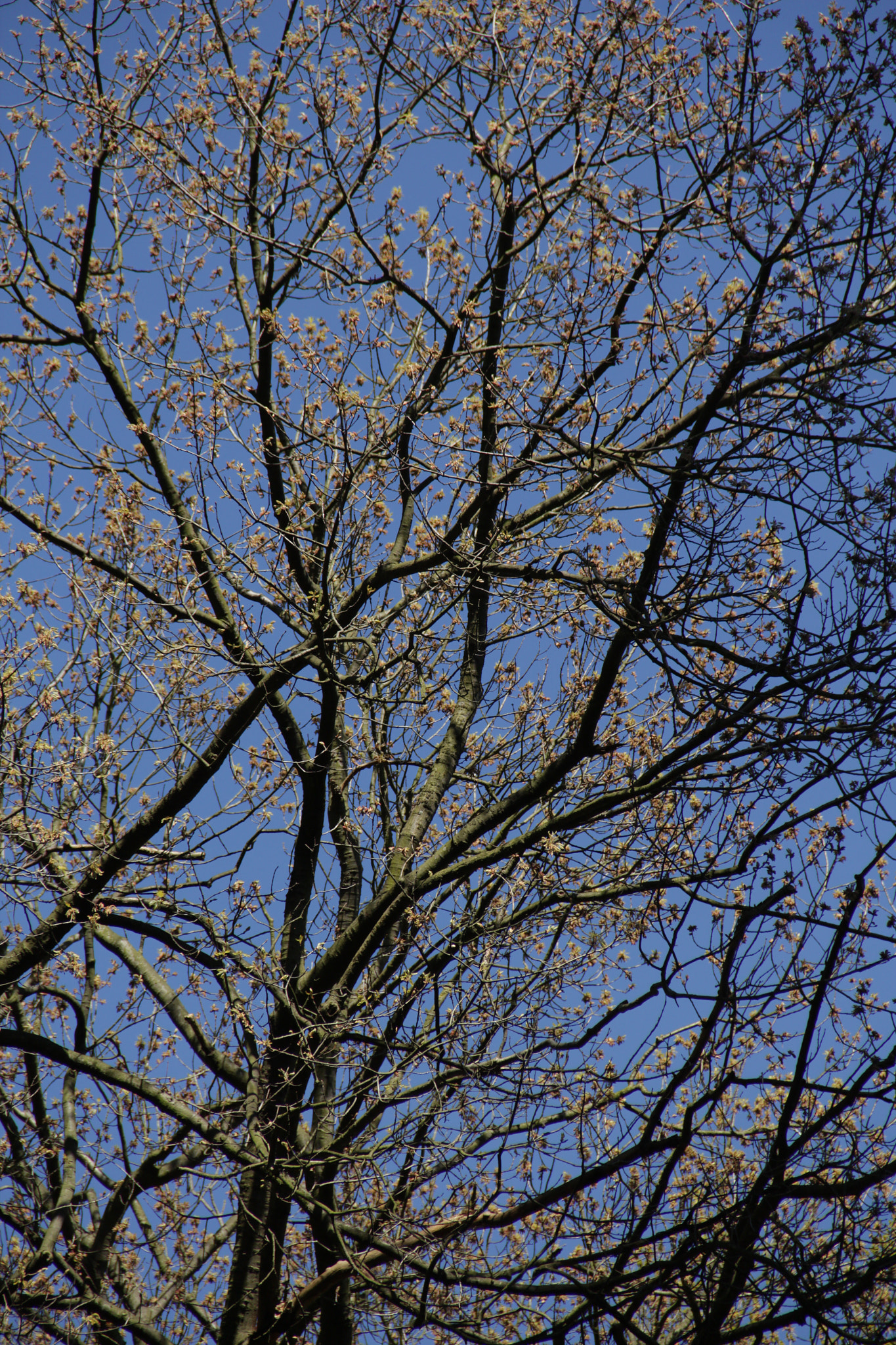 Canon EOS 650D (EOS Rebel T4i / EOS Kiss X6i) sample photo. Untitled photography