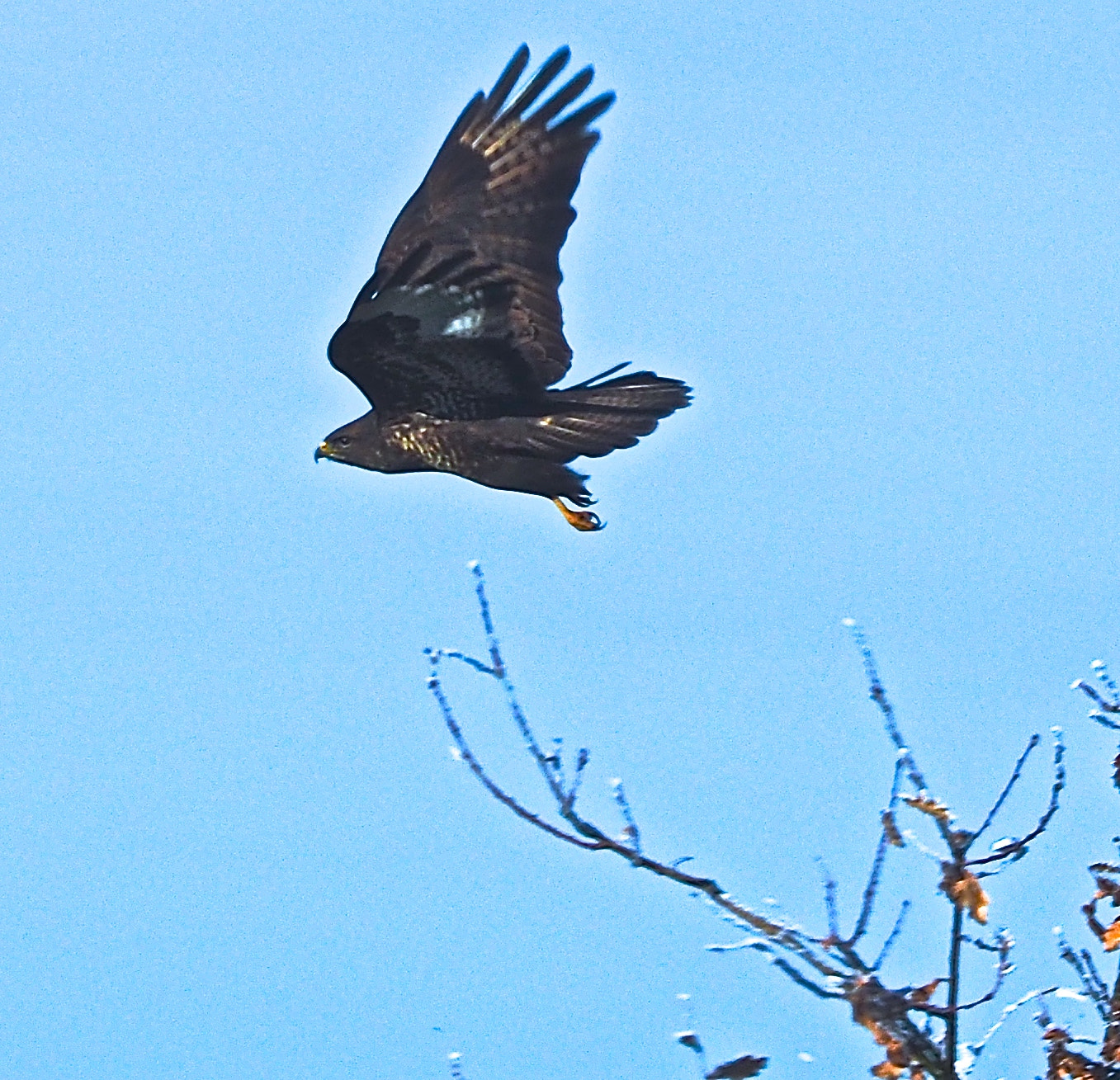 Olympus OM-D E-M5 II sample photo. Field hawk photography