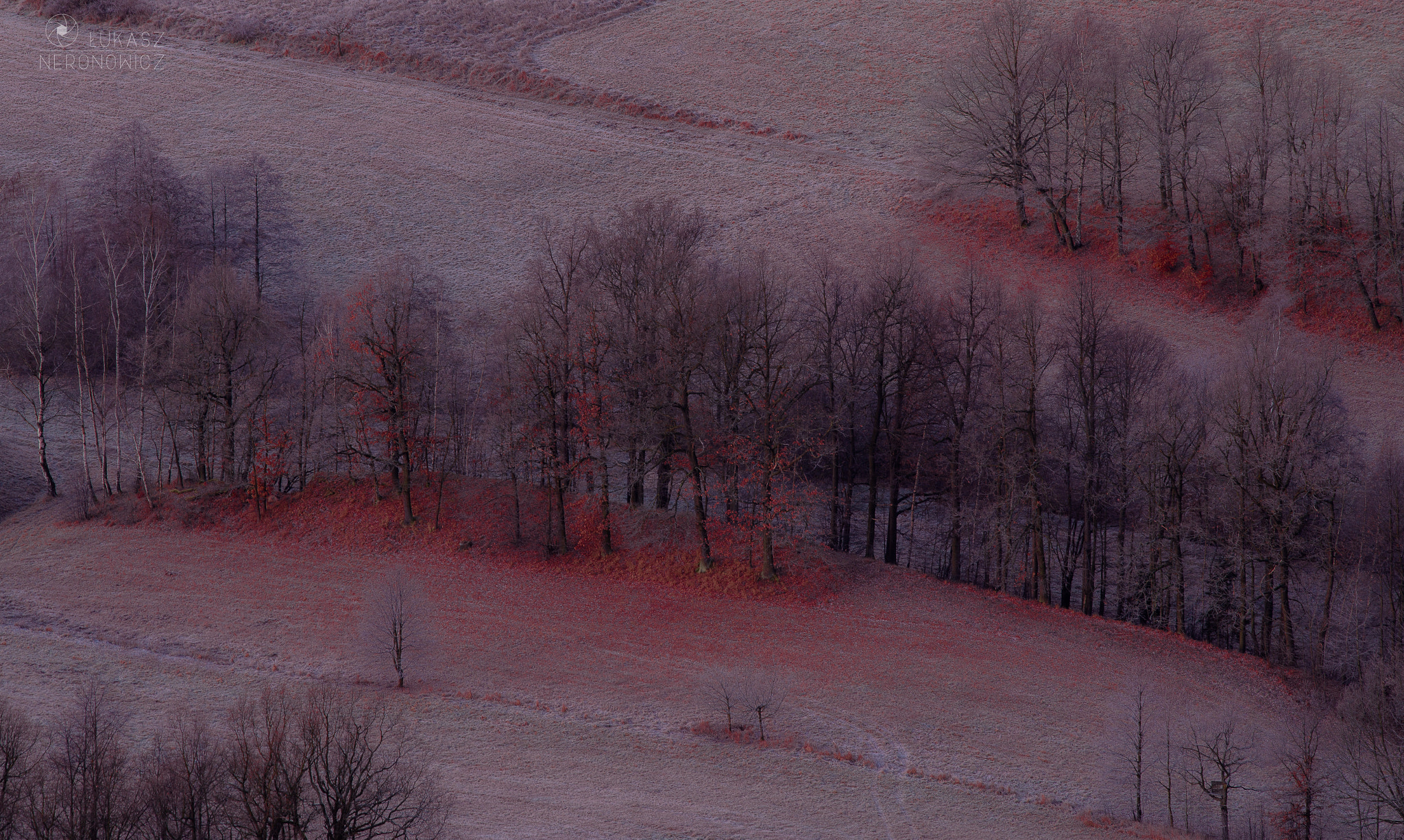 Canon EOS 6D + Canon EF 300mm F4L IS USM sample photo. Winter in red photography
