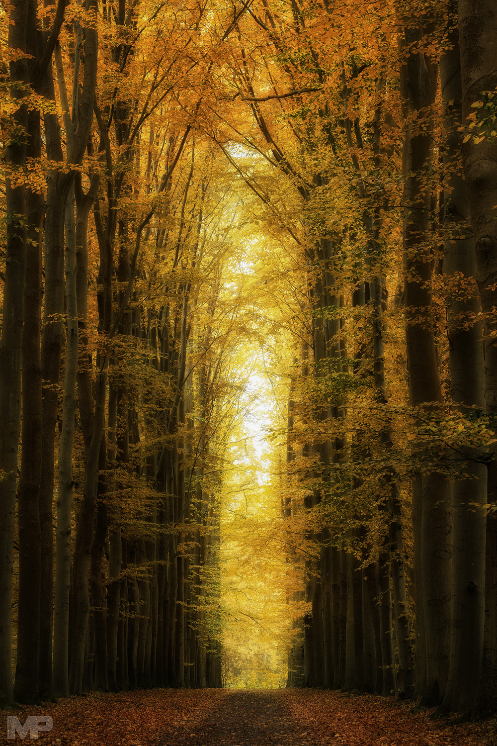 Sony E 18-200mm F3.5-6.3 OSS sample photo. Autumn in lochem photography