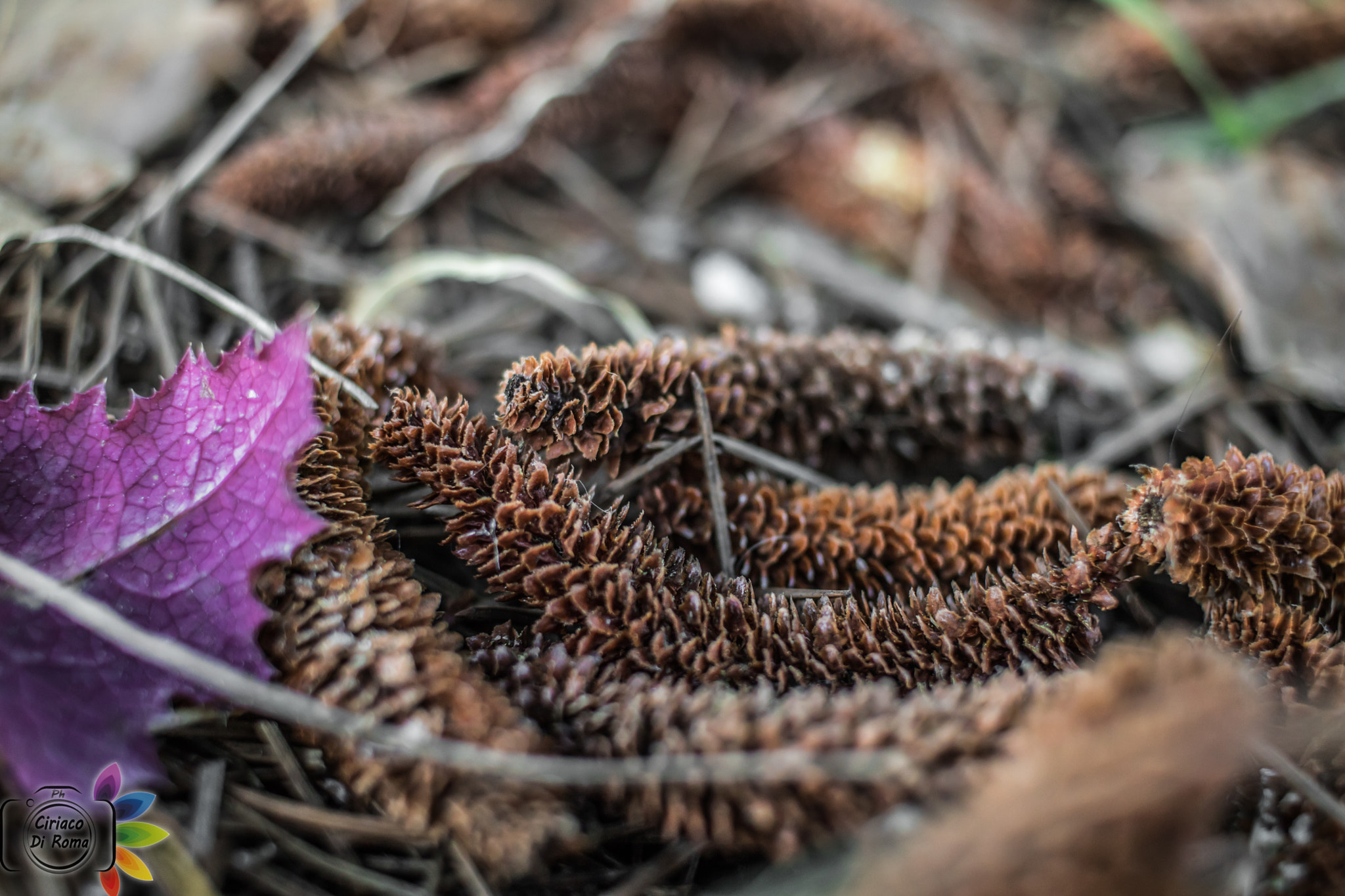 Canon EF-S 24mm F2.8 STM sample photo. Pinus photography