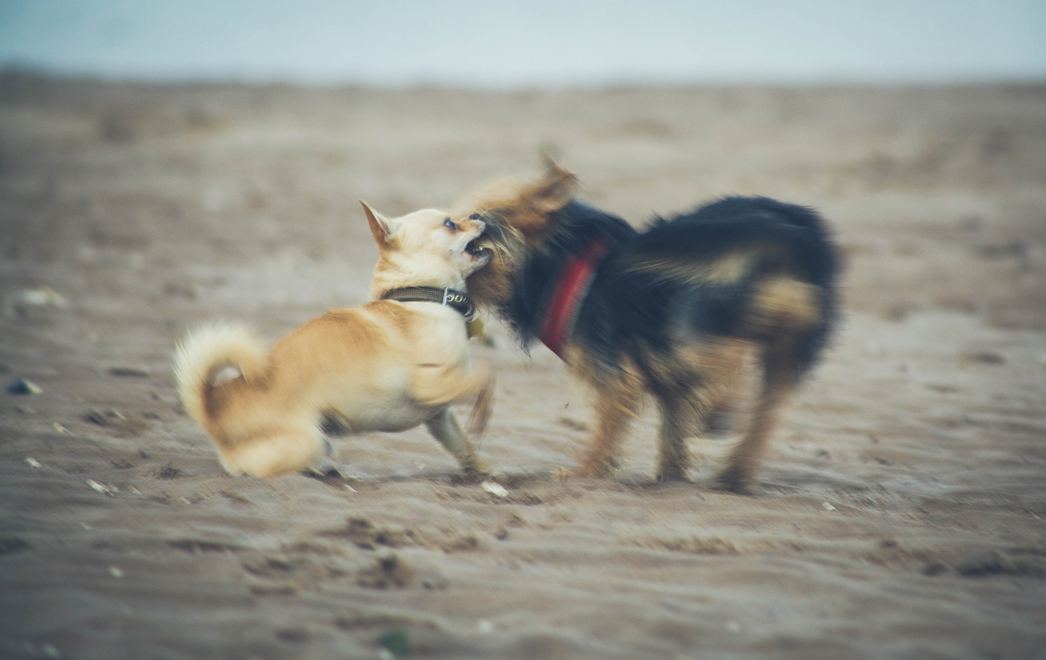 EF75-300mm f/4-5.6 sample photo. Mg photography