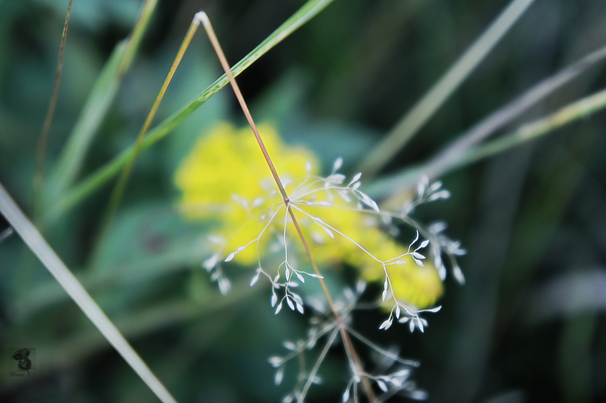 Sony Alpha NEX-3 sample photo. Lacy photography