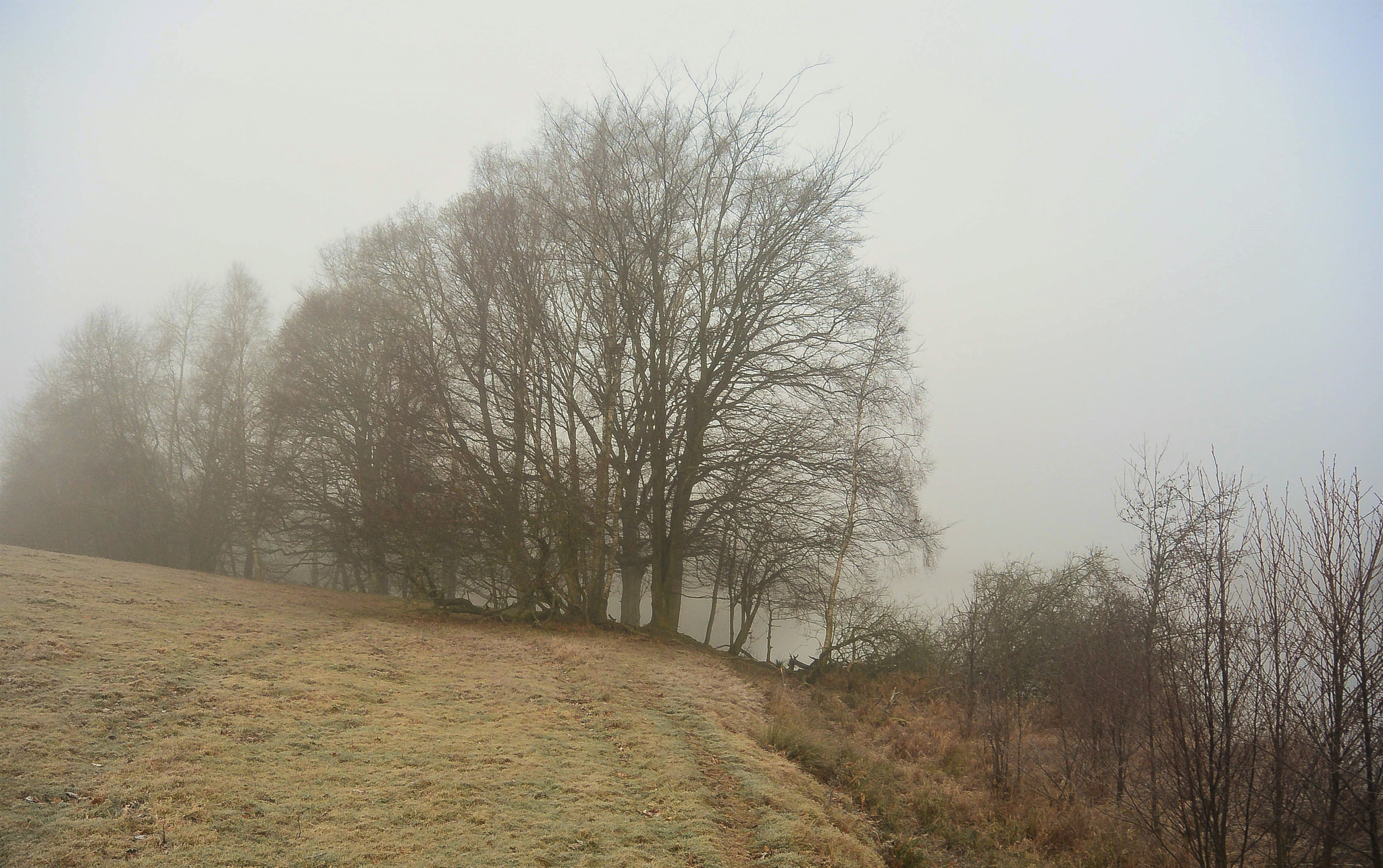 Nikon 1 S1 sample photo. The mist and the trees photography