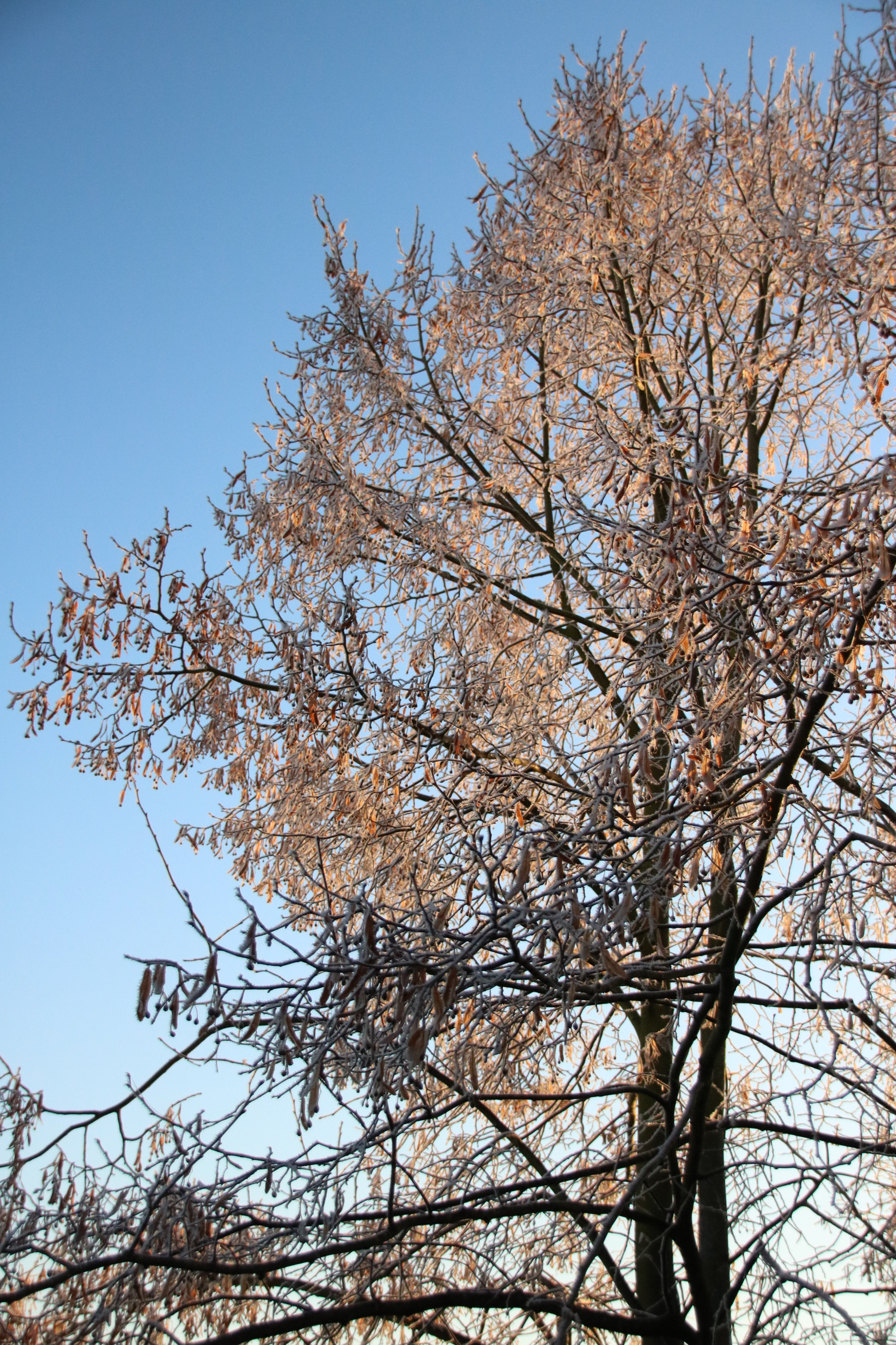 Canon EOS 760D (EOS Rebel T6s / EOS 8000D) sample photo. Img photography