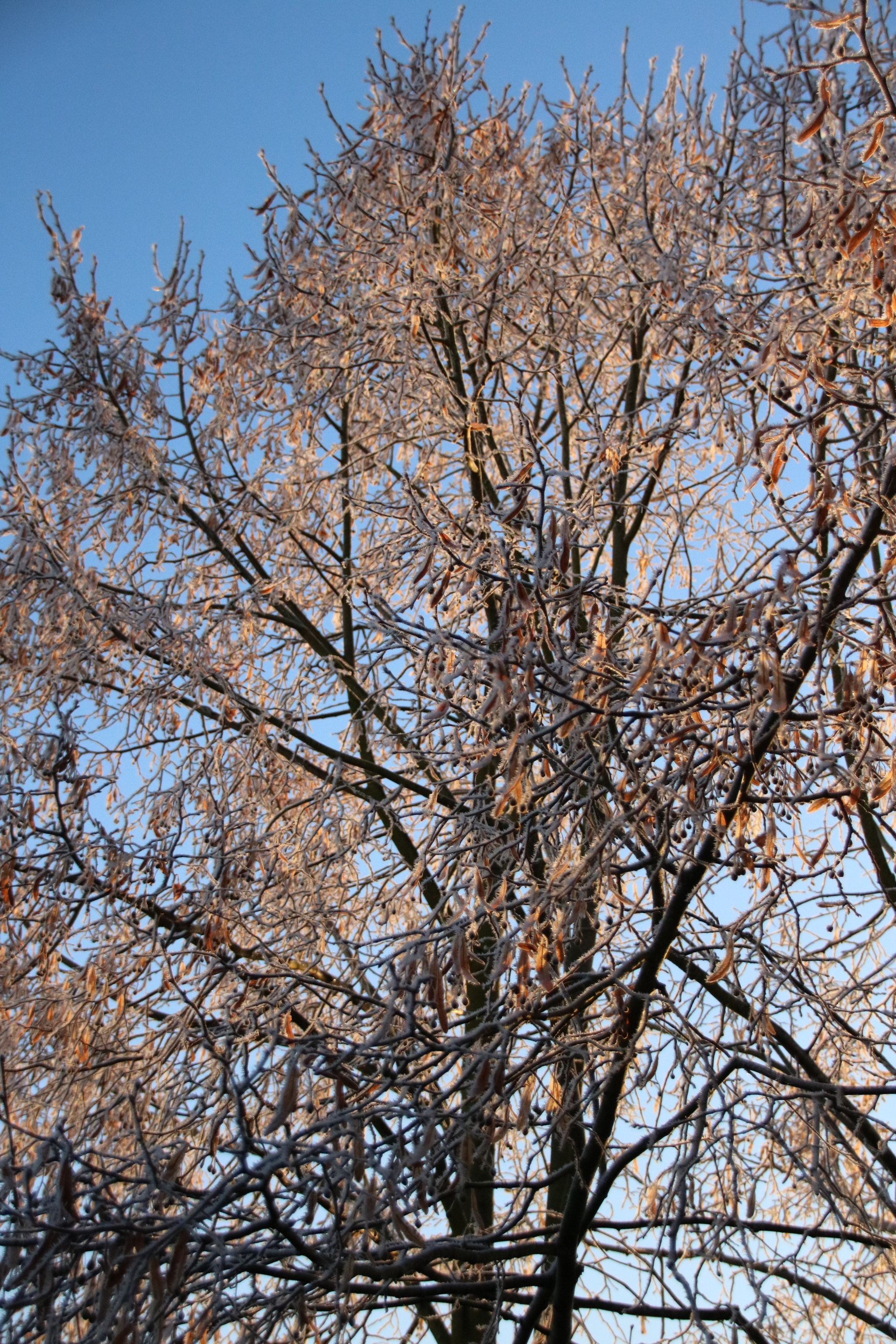 Sigma 18-250mm F3.5-6.3 DC OS HSM sample photo. Img photography