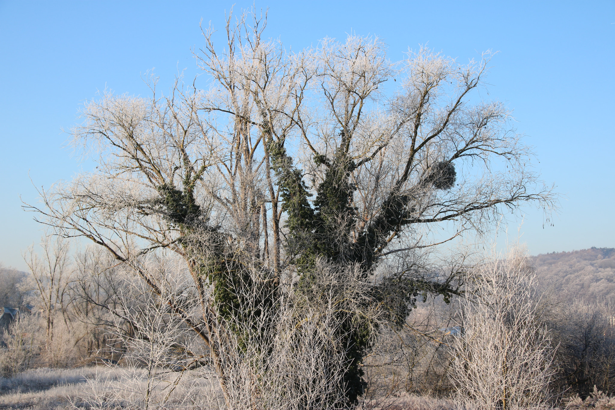 Sigma 18-250mm F3.5-6.3 DC OS HSM sample photo. Img photography