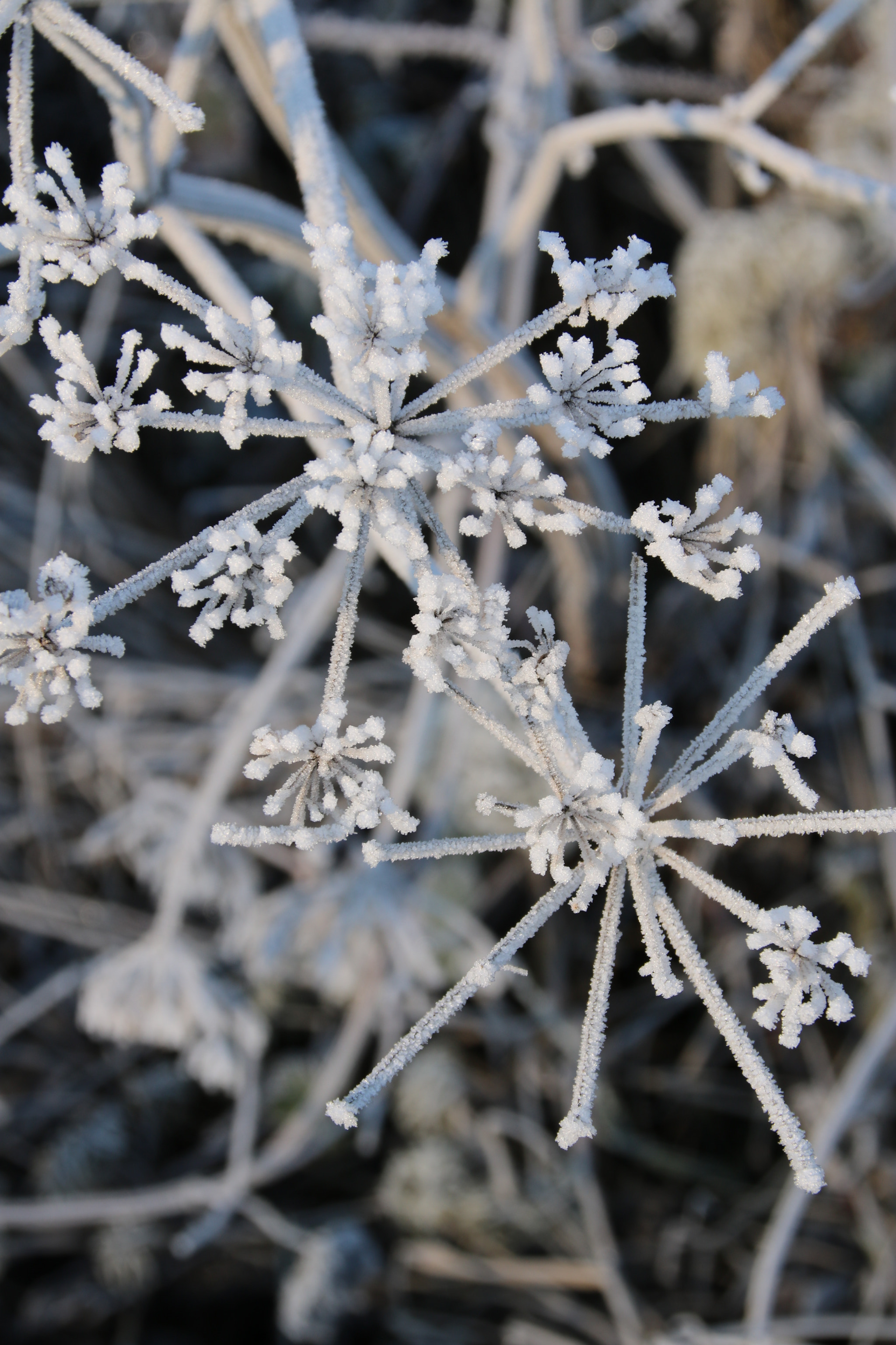 Sigma 18-250mm F3.5-6.3 DC OS HSM sample photo. Img photography