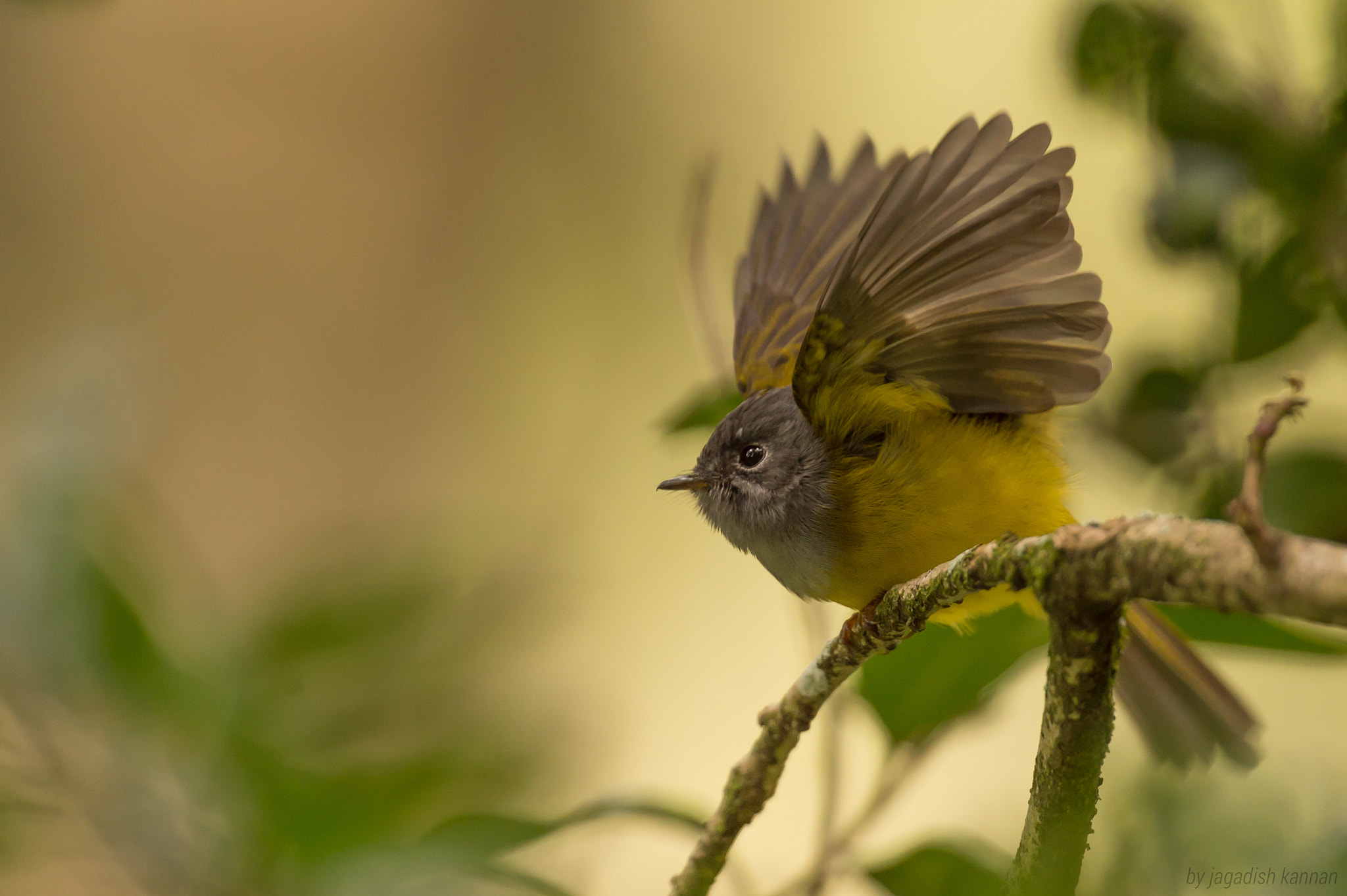 Nikon AF-S Nikkor 400mm F2.8E FL ED VR sample photo. Take off - 3 photography