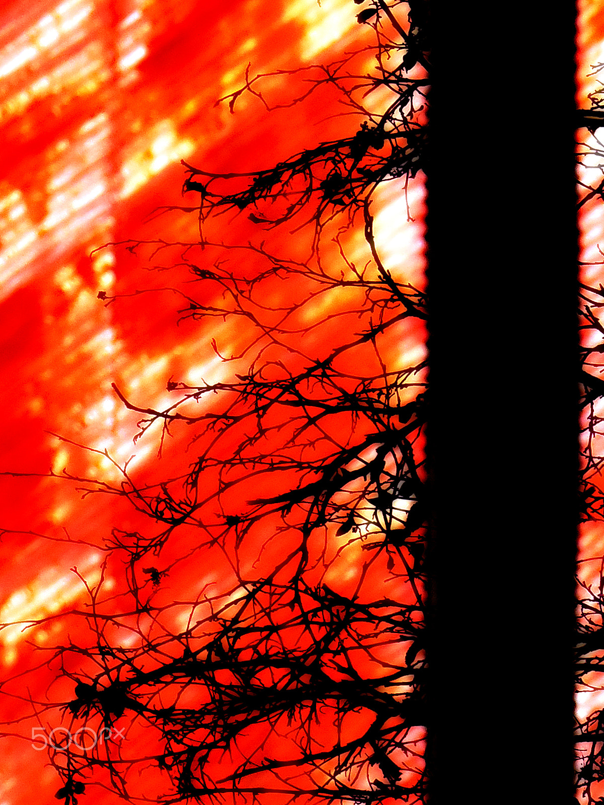 Samsung WB2200F sample photo. Black twigs on red photography