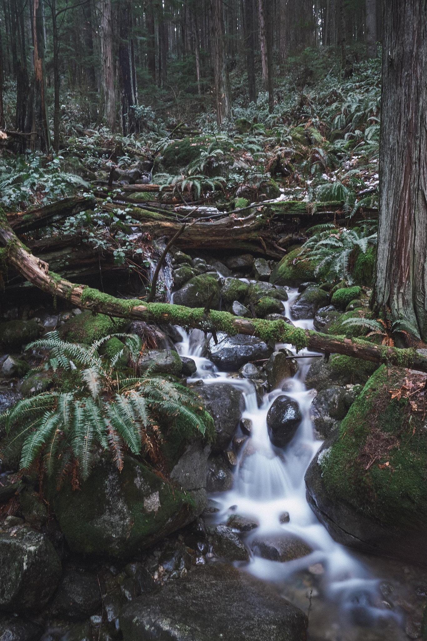 Sony a6000 + Sony Vario-Tessar T* FE 16-35mm F4 ZA OSS sample photo. Quarry rock hike north vancouver. photography