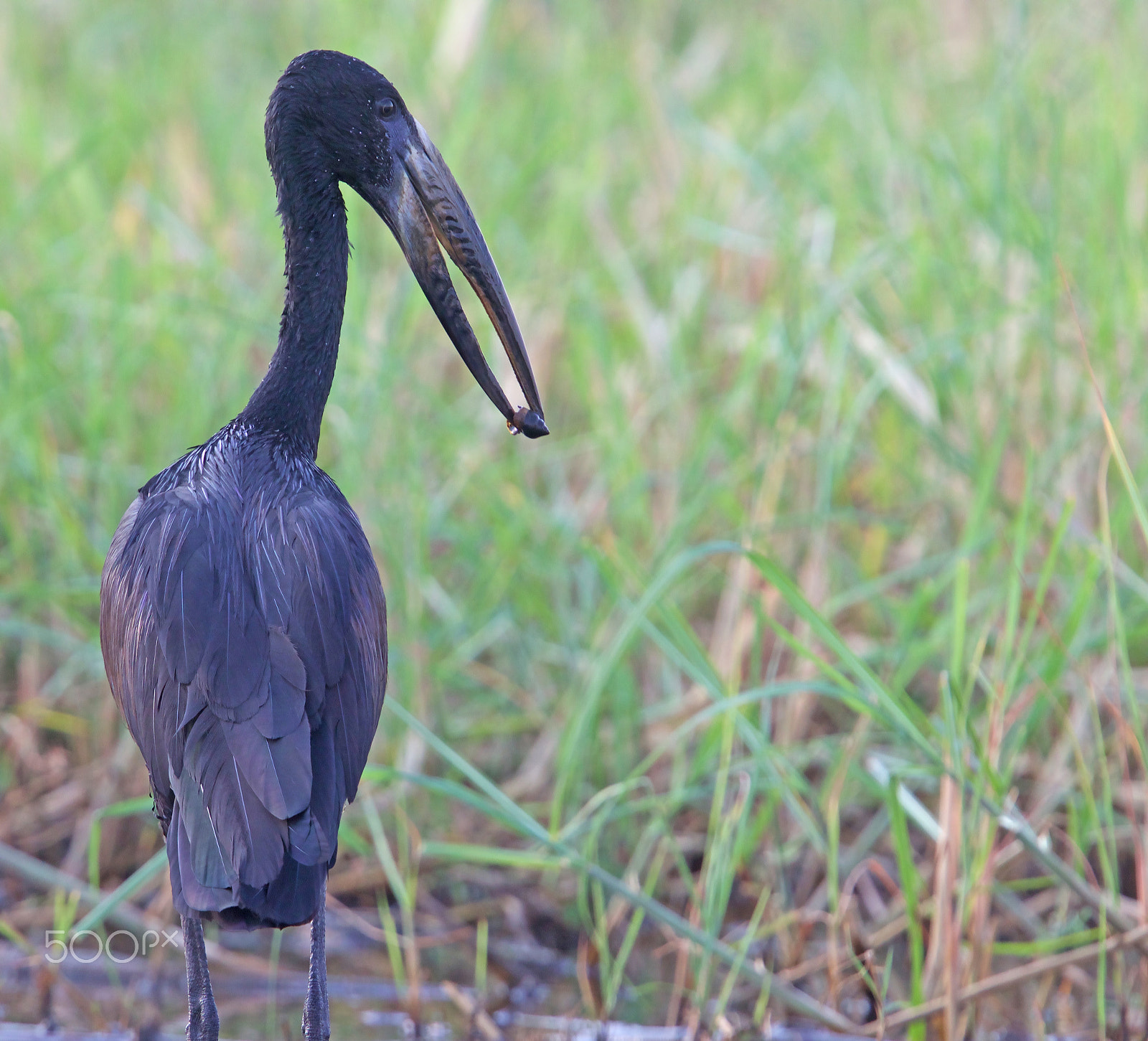 Canon EOS 7D Mark II + Canon EF 400mm F2.8L IS USM sample photo. Aa photography