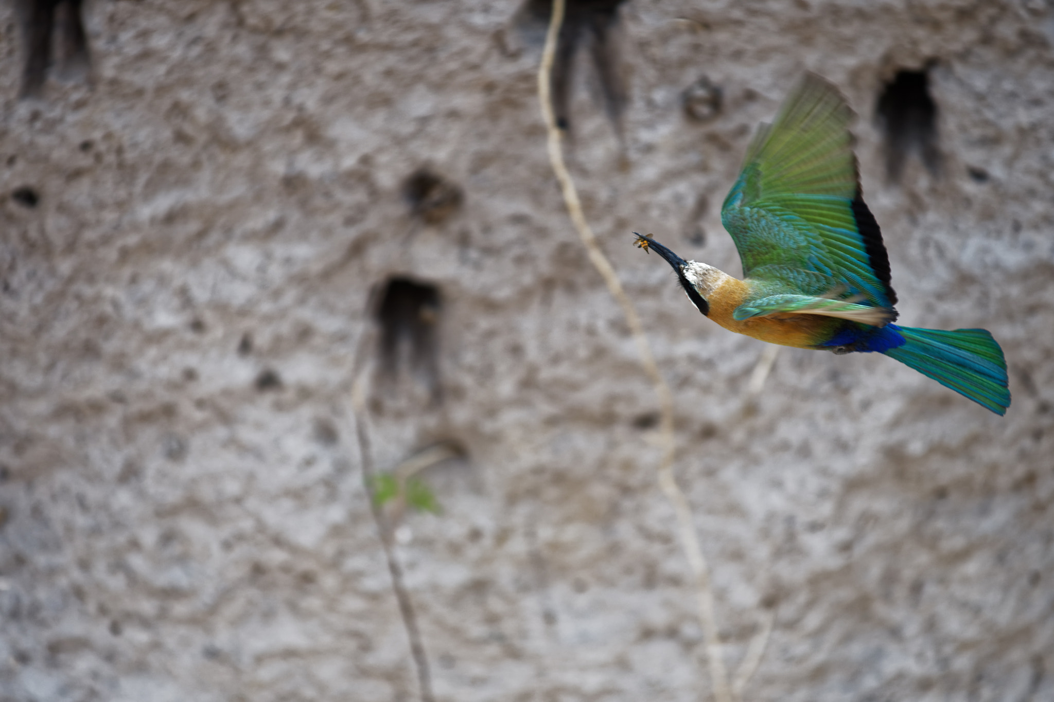 AF-S Zoom-Nikkor 80-200mm f/2.8D IF-ED sample photo. Bird photography