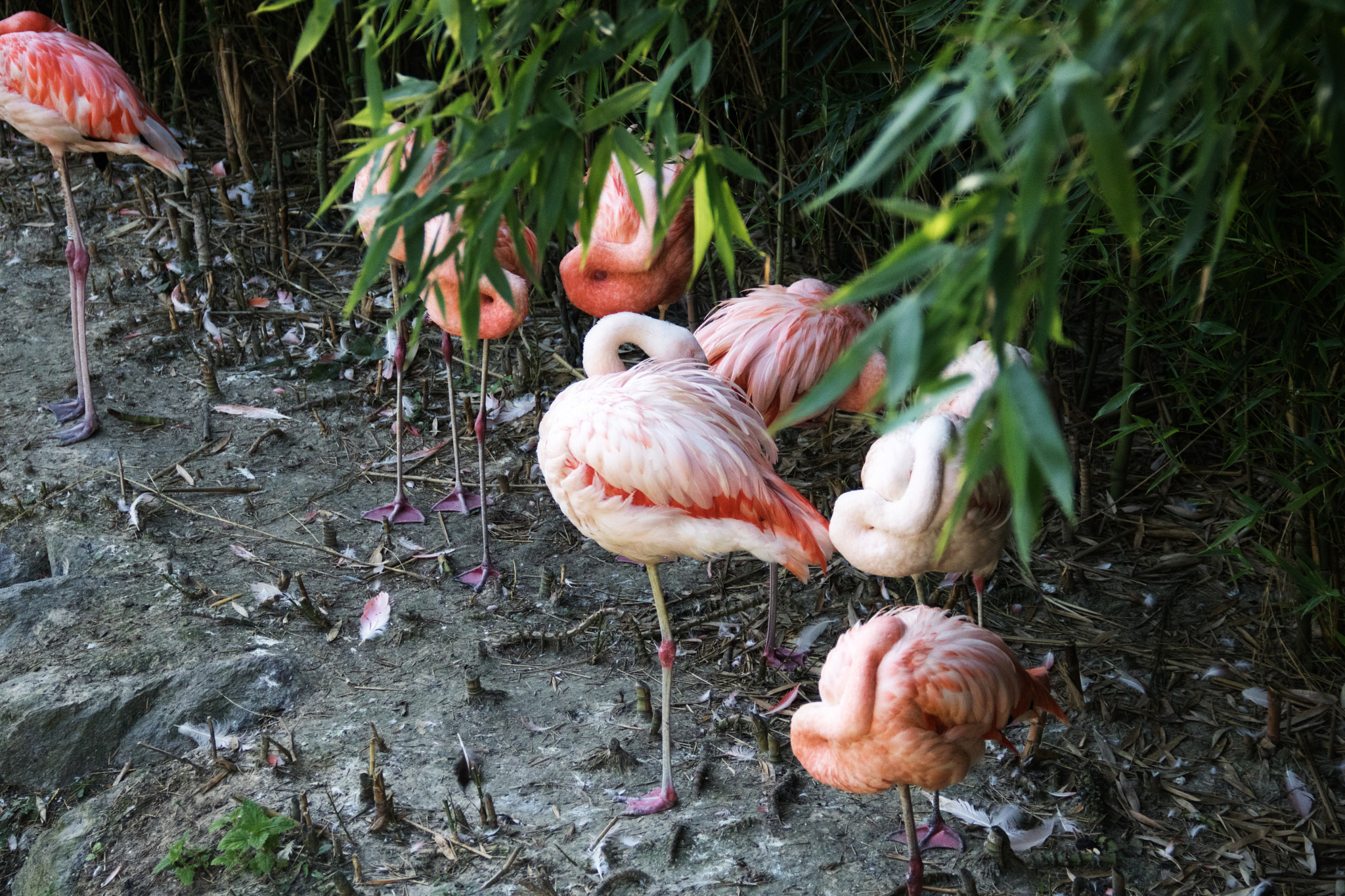 Canon EOS 760D (EOS Rebel T6s / EOS 8000D) sample photo. Pink flamingos photography