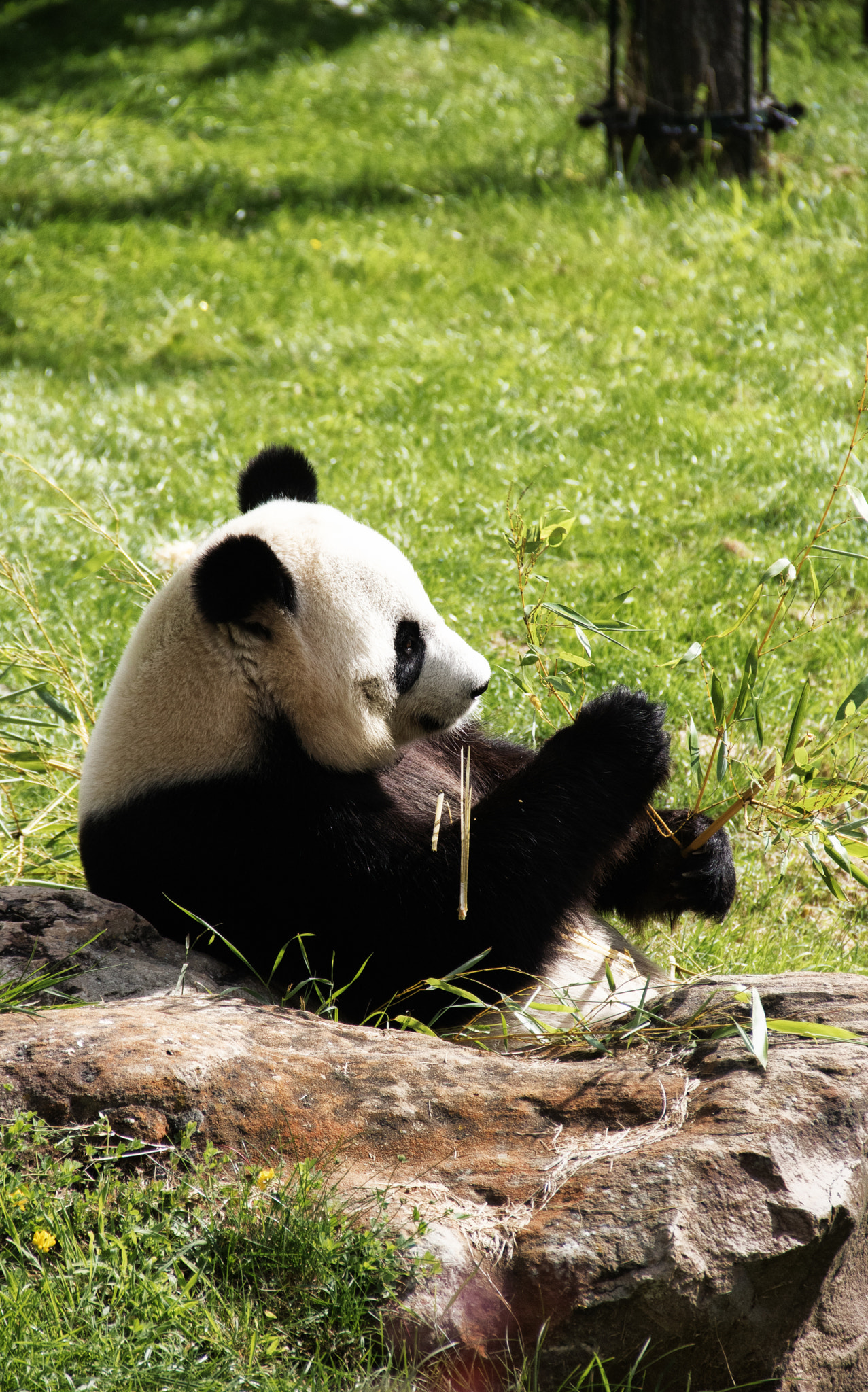 Canon EOS 760D (EOS Rebel T6s / EOS 8000D) sample photo. A panda's rest photography