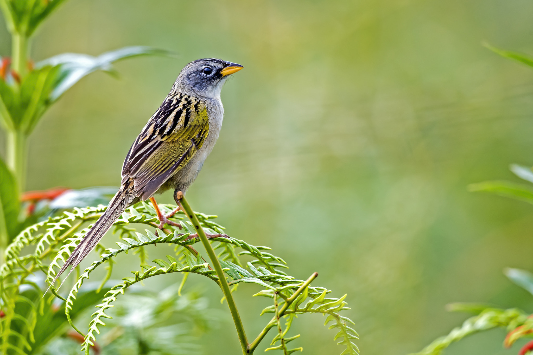 Nikon AF-S Nikkor 800mm F5.6E FL ED VR sample photo. Lesser grass-finch photography