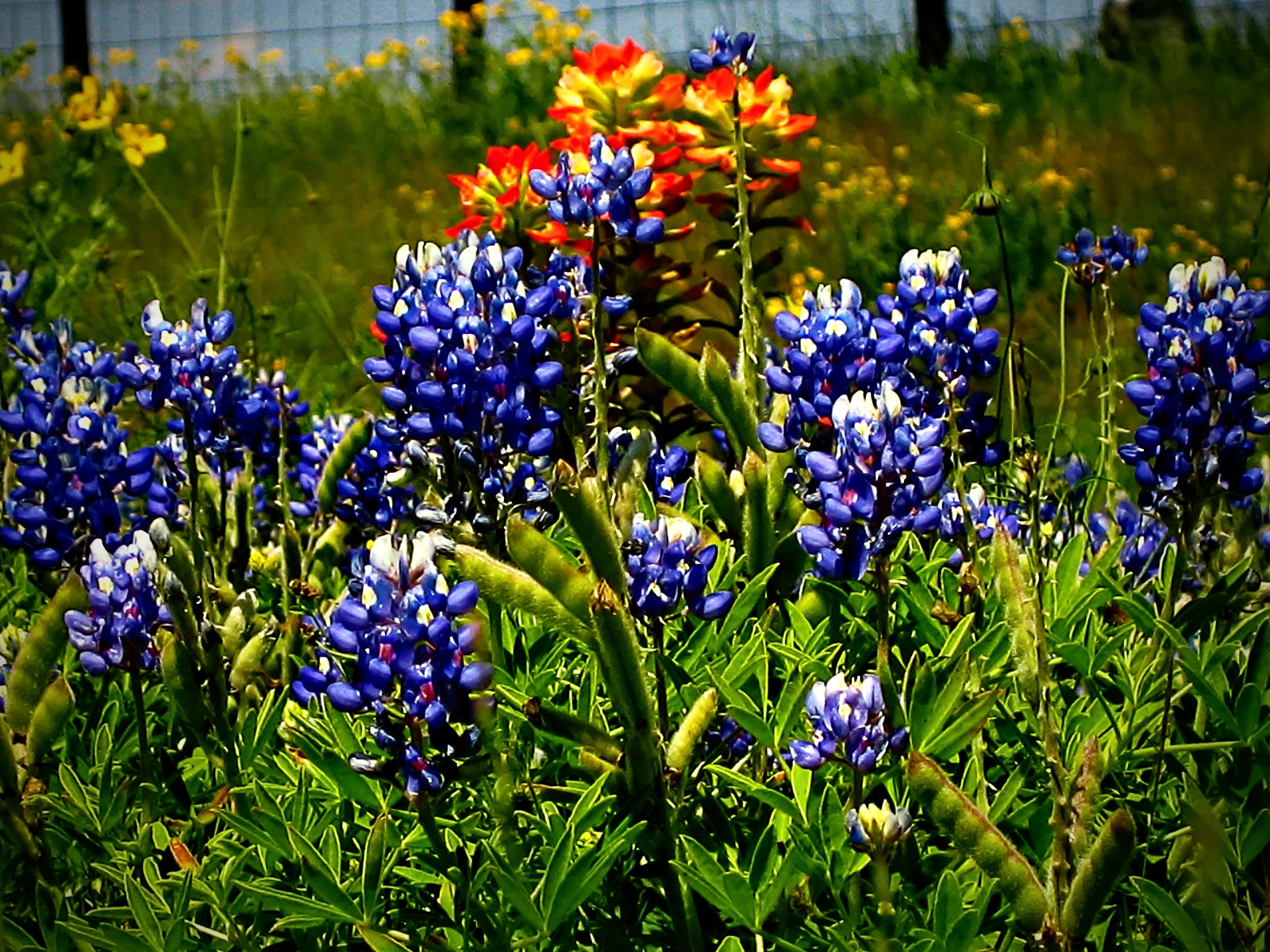 Canon POWERSHOT SD300 sample photo. Blue bonnets and indian paintbrushes photography