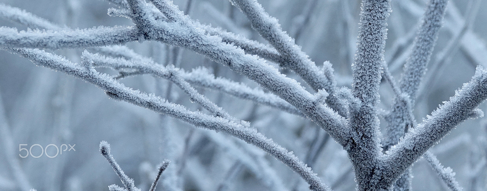 Sony Cyber-shot DSC-RX10 III sample photo. Frosty..... photography