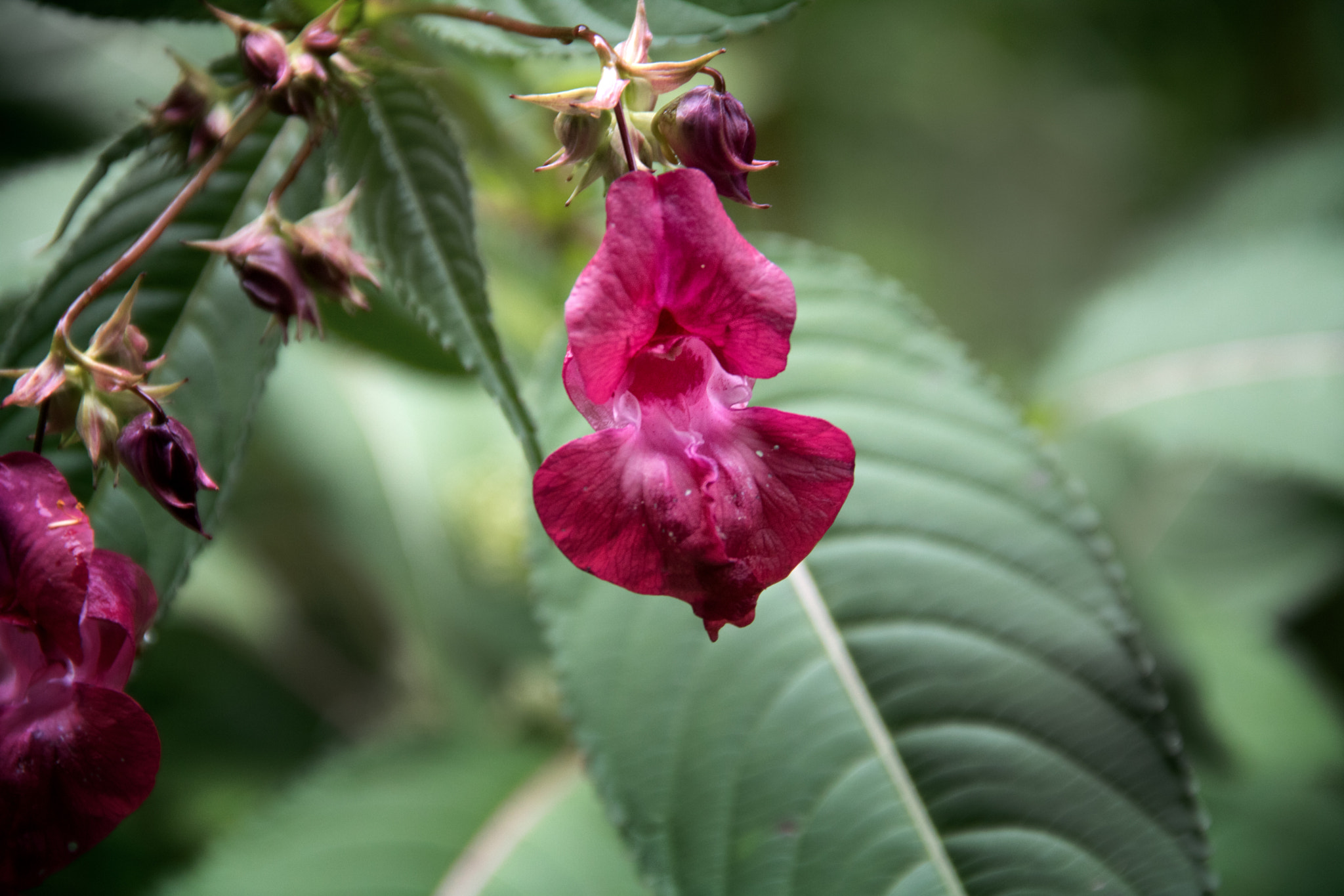 Canon EOS 760D (EOS Rebel T6s / EOS 8000D) sample photo. Flower photography