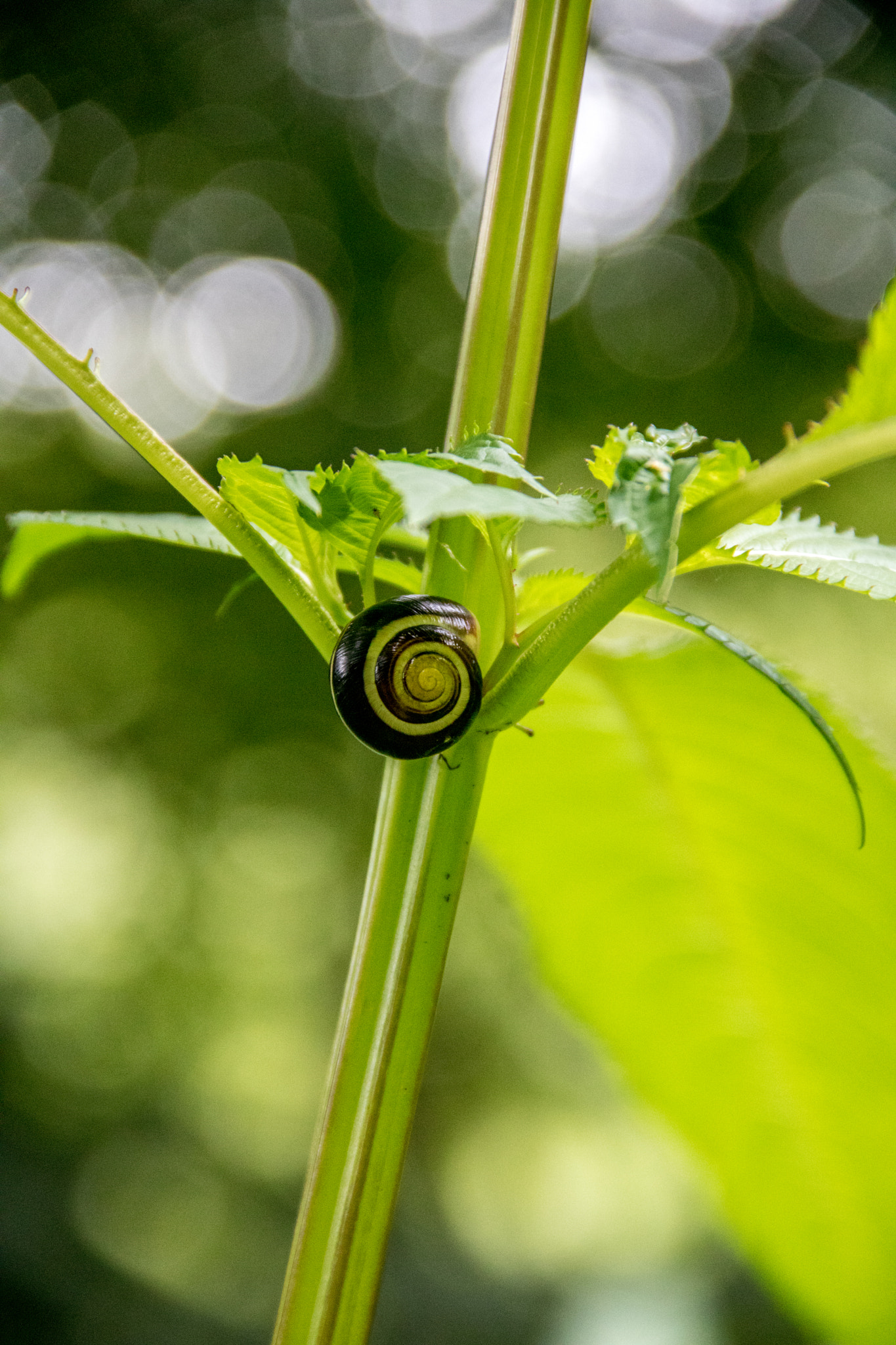 Canon EOS 760D (EOS Rebel T6s / EOS 8000D) sample photo. Hide and snail photography