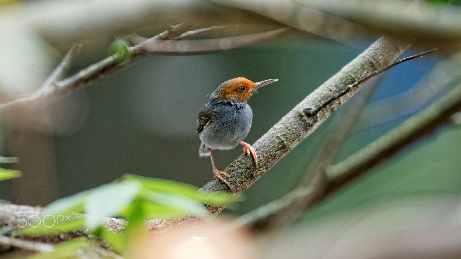 Tamron SP 150-600mm F5-6.3 Di VC USD sample photo. Tailorbird photography