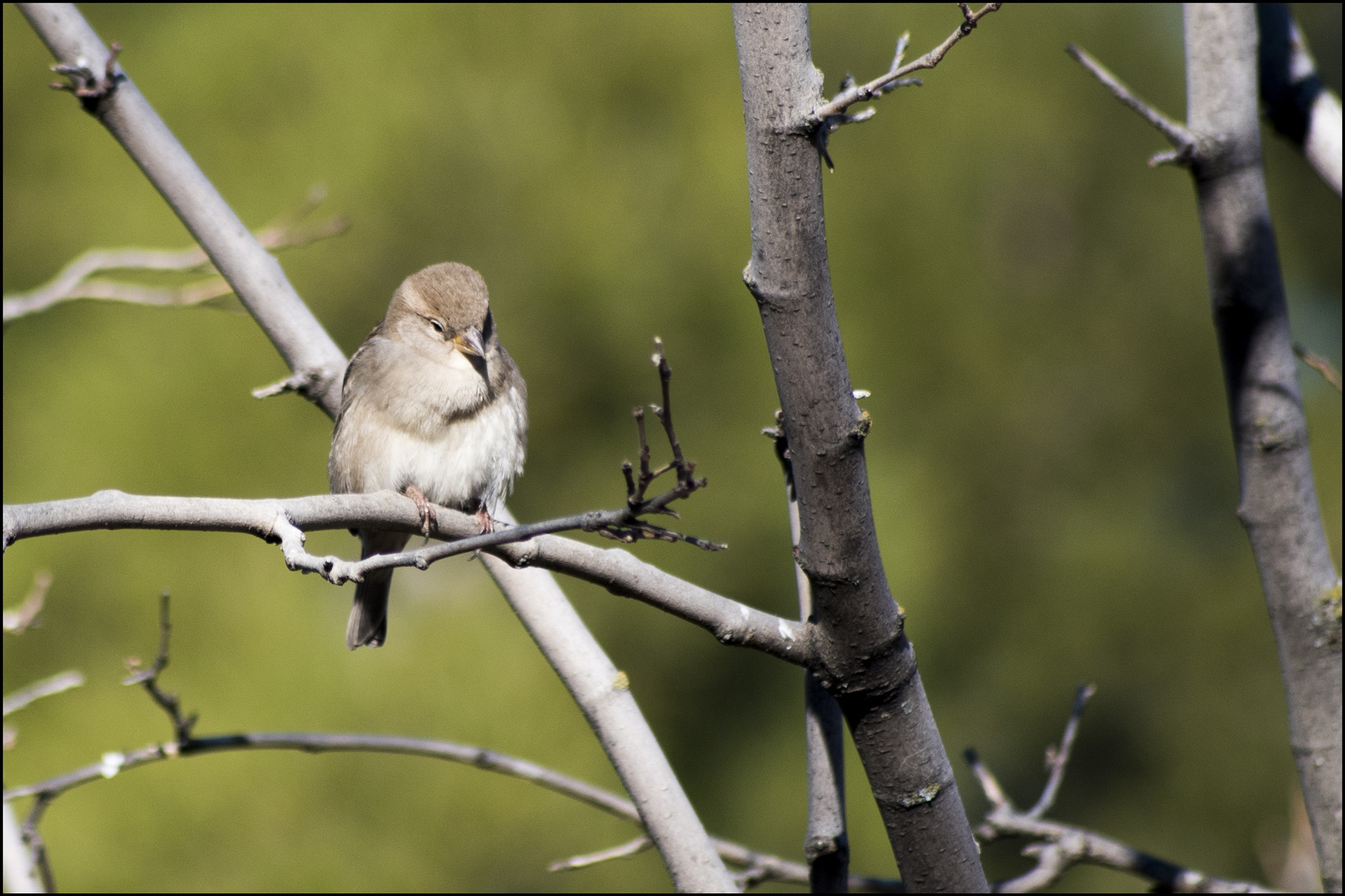 Sigma 70-300mm F4-5.6 APO DG Macro sample photo. Polluelo photography