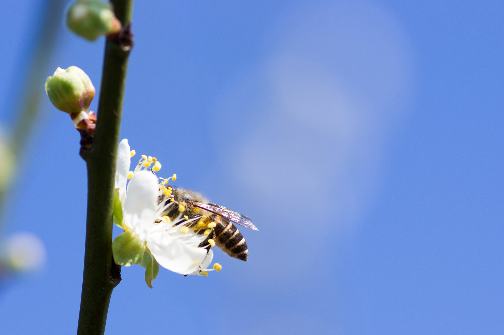 Pentax smc D-FA 100mm F2.8 Macro WR sample photo