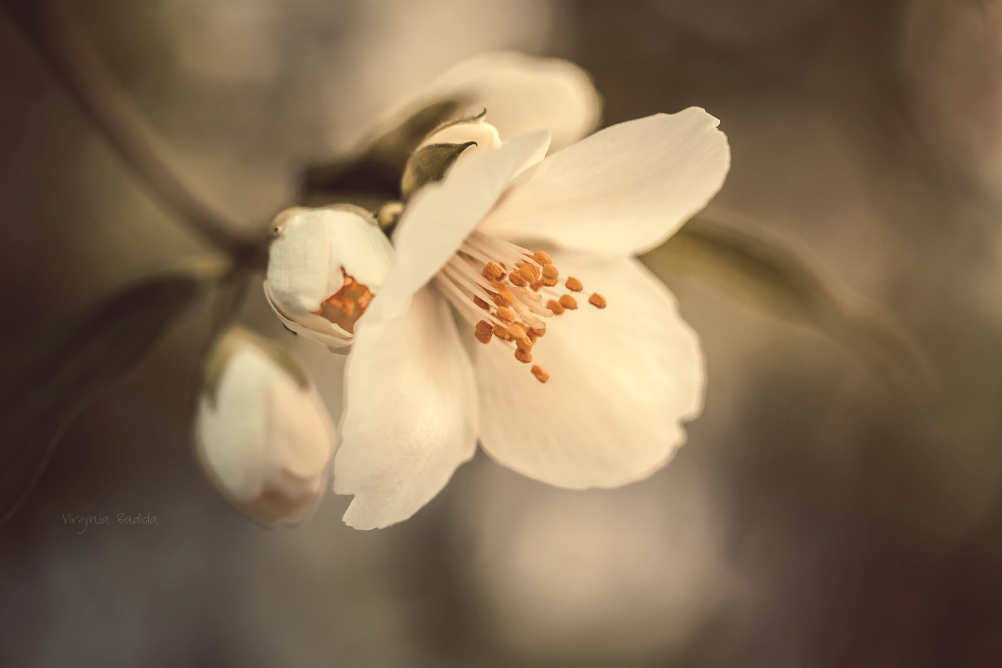 Canon EF-S 60mm F2.8 Macro USM sample photo. *** photography