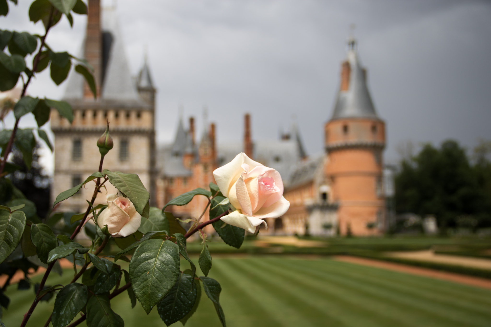 Canon EOS 760D (EOS Rebel T6s / EOS 8000D) sample photo. White roses photography