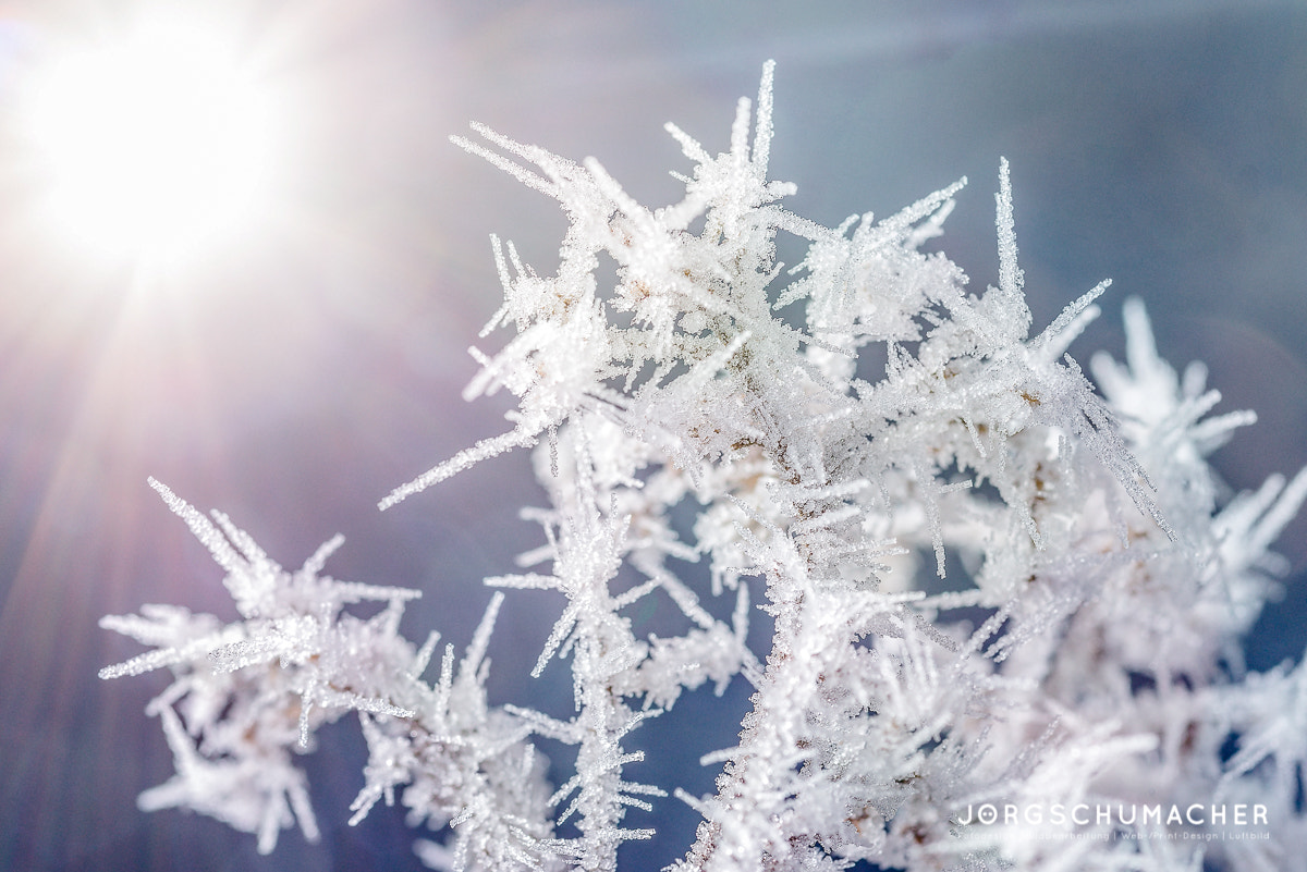 Nikon D800 + Tokina AT-X Pro 100mm F2.8 Macro sample photo. Eiskristalle | ice crystal photography