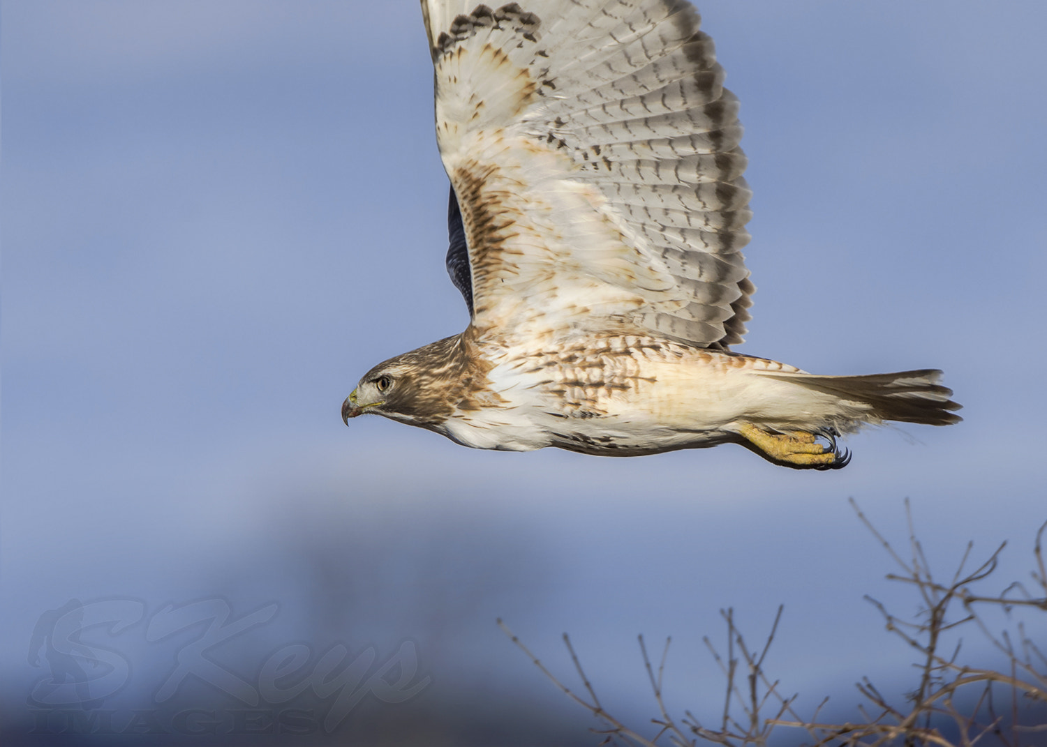 Sigma 500mm F4.5 EX DG HSM sample photo. Low flight (red-tailed hawk) photography