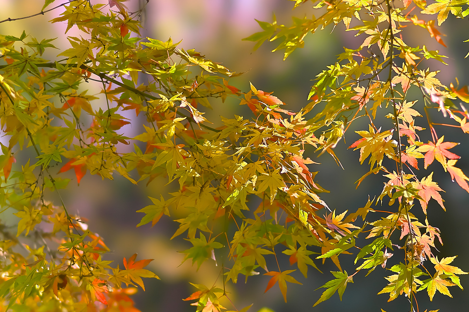 135mm F2.8[T4.5] STF sample photo. Autumn leaves photography