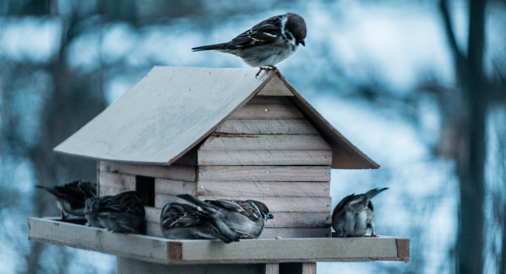 Fujifilm X-E1 + Fujifilm XF 55-200mm F3.5-4.8 R LM OIS sample photo. Winter house for birds photography