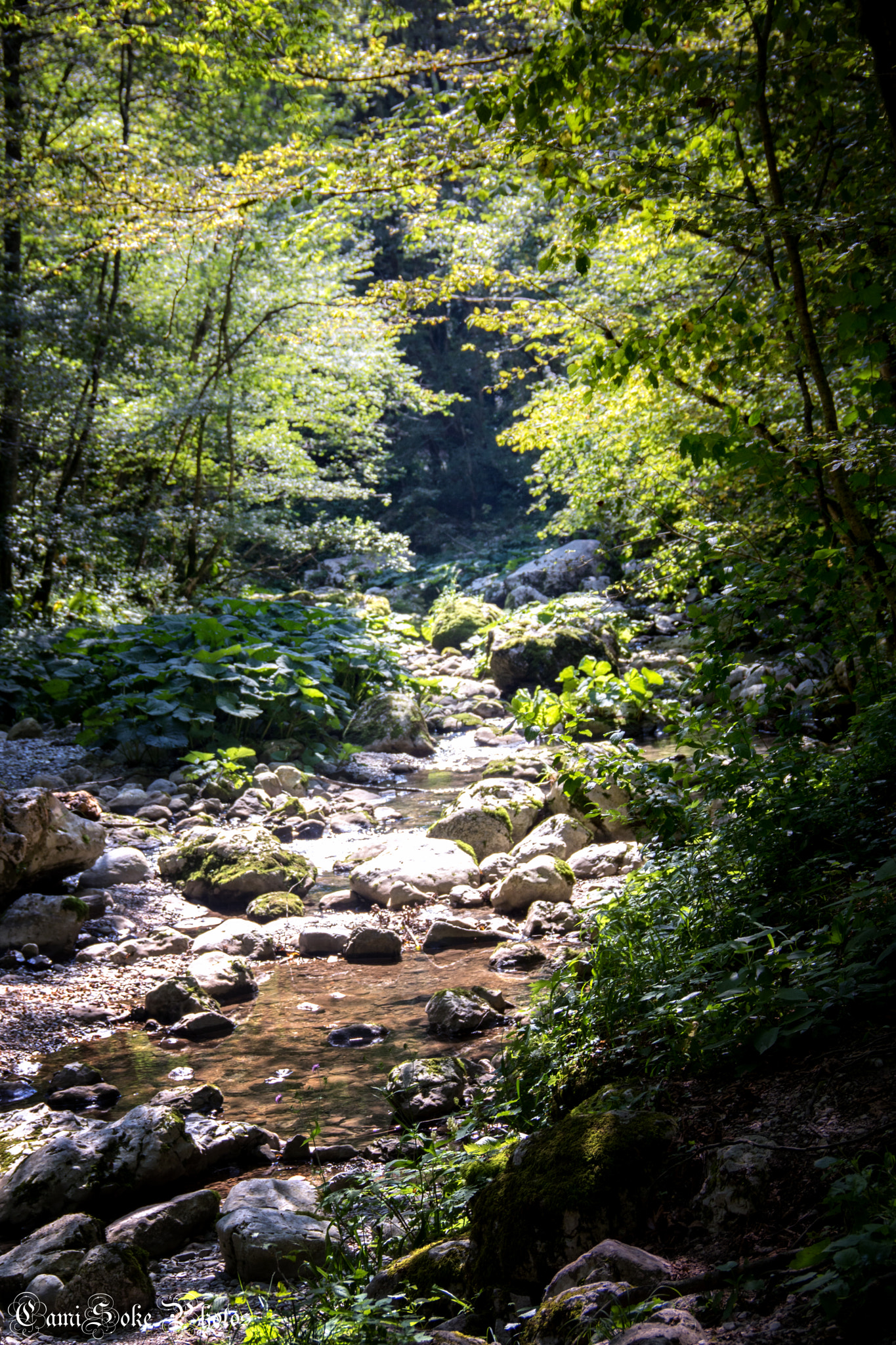 Canon EOS 760D (EOS Rebel T6s / EOS 8000D) sample photo. Slovenian forest photography
