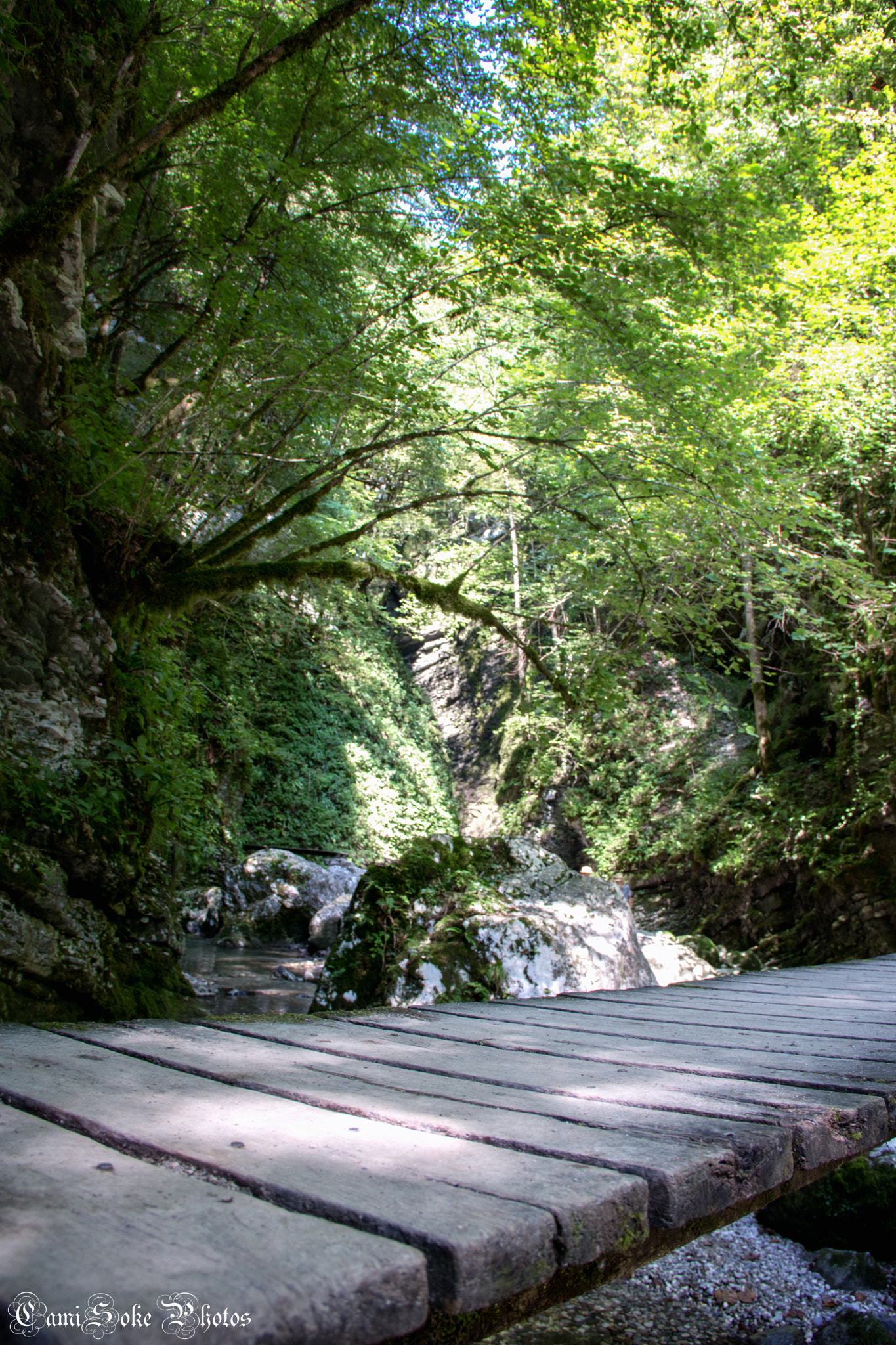 Canon EOS 760D (EOS Rebel T6s / EOS 8000D) sample photo. Bridge photography